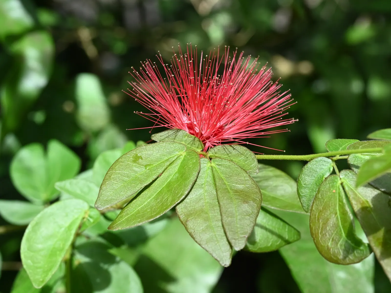 Pink Powder Puff (Calliandra Haematocephala) — The Pink Powder Puff (Calliandra haematocephala) is a tropical; prefers full sun to partial shade and, image 45