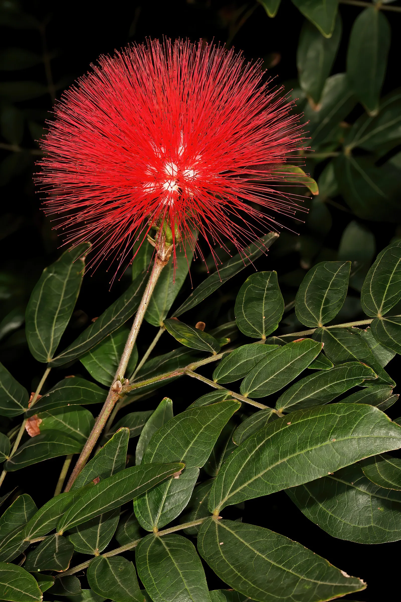 Pink Powder Puff (Calliandra Haematocephala) — providing a nearly year-round display of vibrant color and texture; shrub with red blooms, image 148