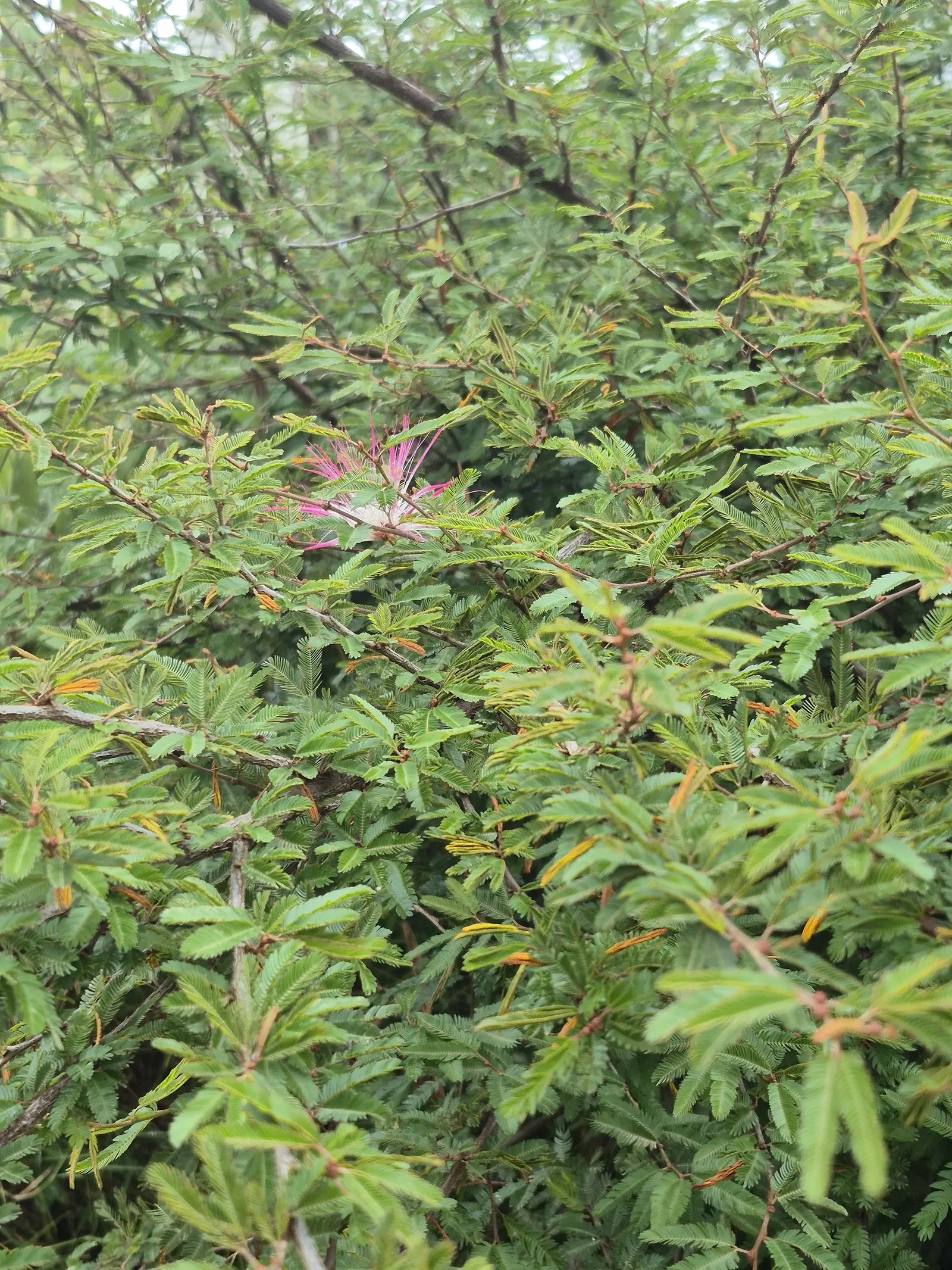 Pink Powder Puff (Calliandra Haematocephala) — is an enchanting evergreen shrub that provides a unique flair to any landscape design; with a, image 118