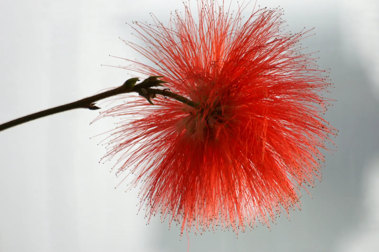 Pink Powder Puff (Calliandra Haematocephala) — the Pink Powder Puff prefers full sun to partial shade and flourishes in well-drained soils, image 102