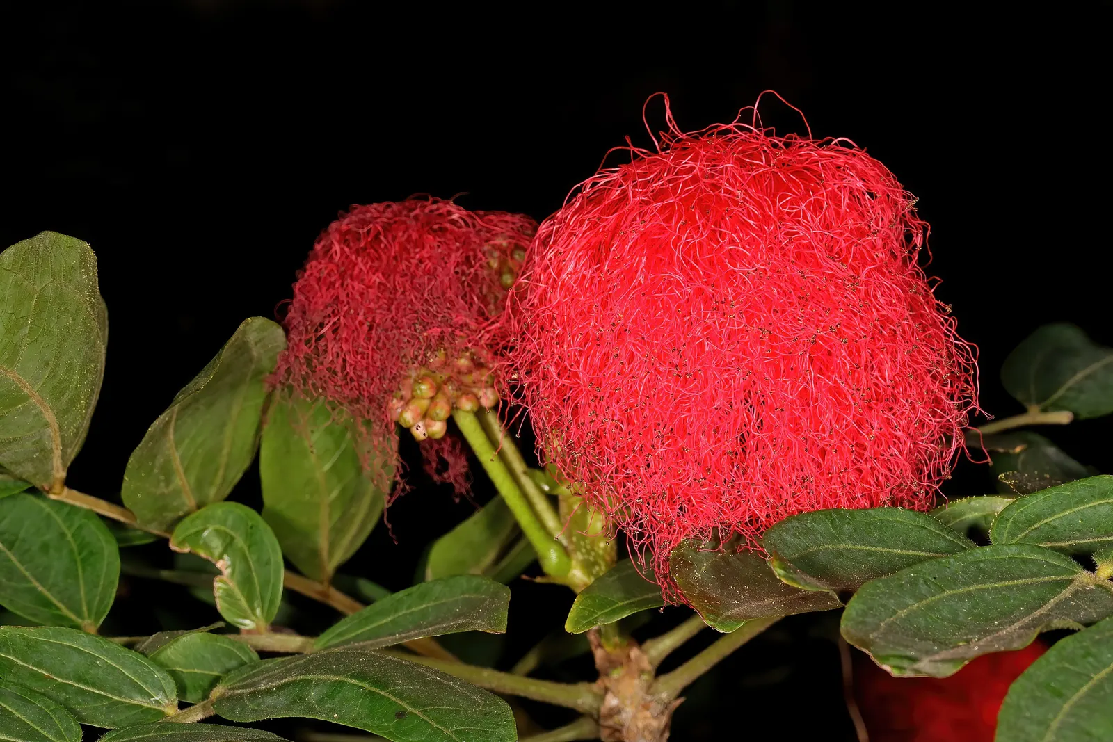 Pink Powder Puff (Calliandra Haematocephala) — The Pink Powder Puff (Calliandra haematocephala) is a tropical; prefers full sun to partial shade and, image 155