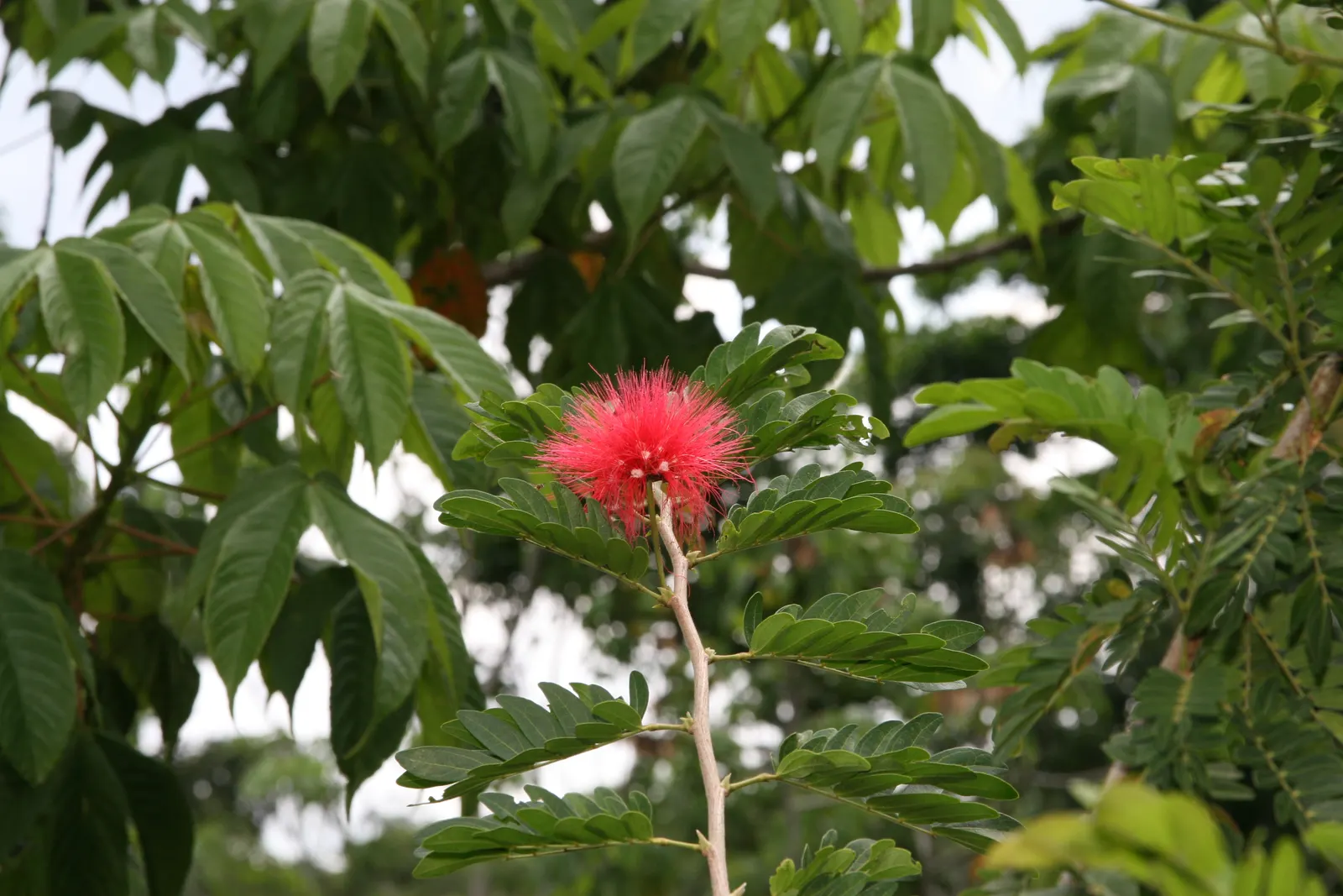 Pink Powder Puff (Calliandra Haematocephala) — while also integrating a habitat-friendly component for local wildlife; red flowers in the garden, image 151