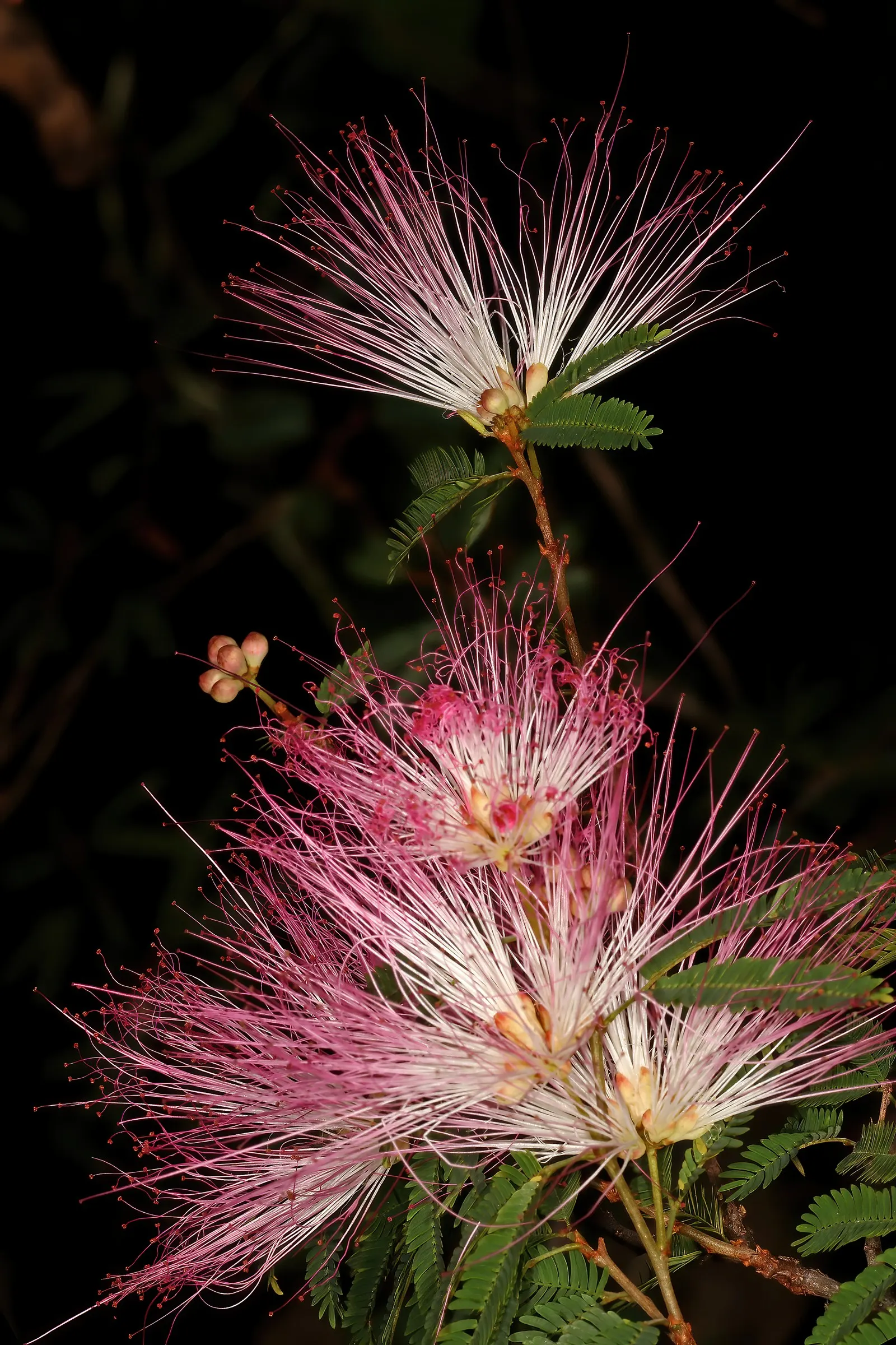 Pink Powder Puff (Calliandra Haematocephala) — which resemble soft powder puffs; regular watering is essential to establish the shrub, although, image 122