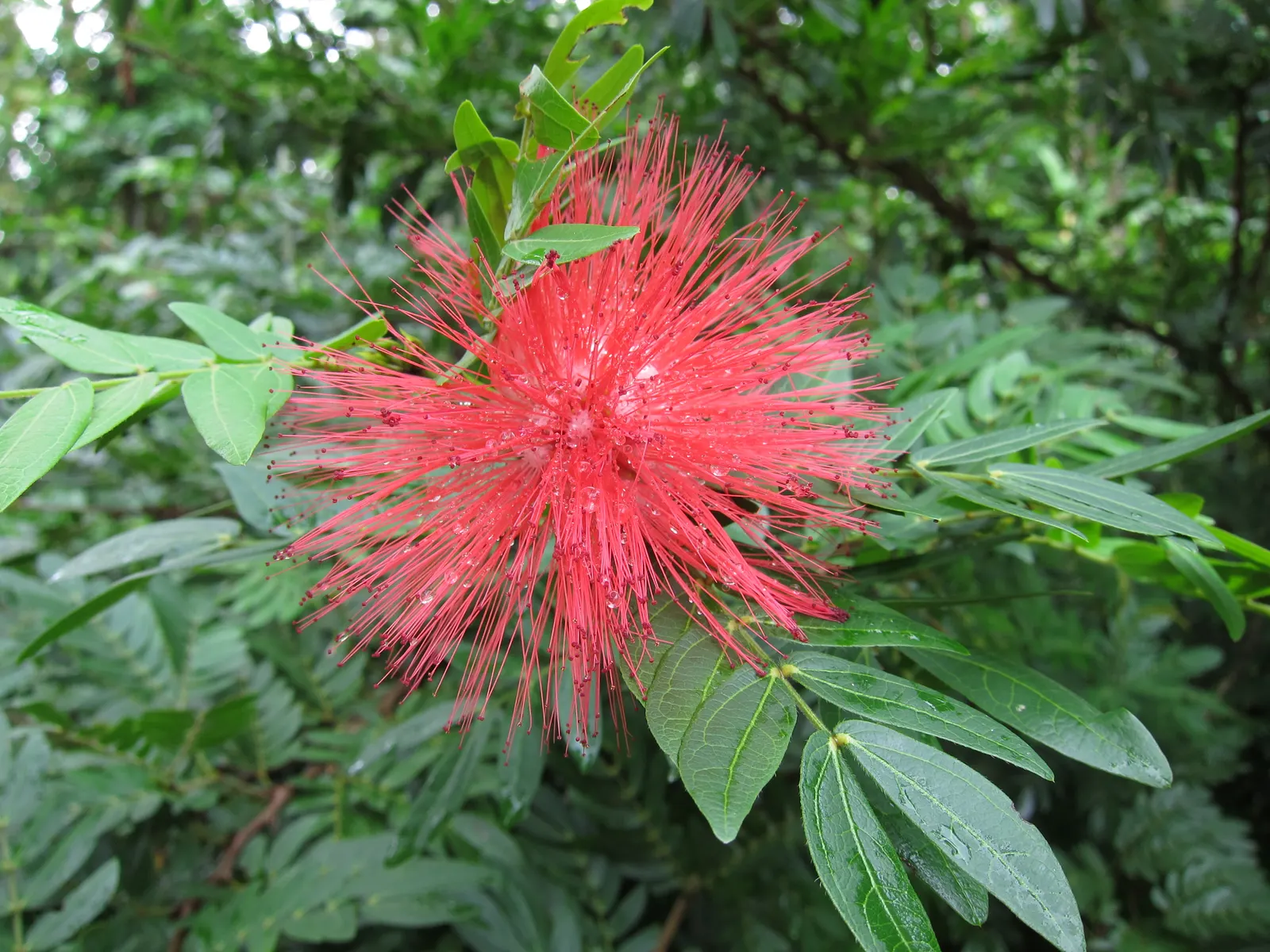 Pink Powder Puff (Calliandra Haematocephala) — pom-pom-like blooms that span up to 3 inches across; its multi-stemmed habit is often laden with, image 112