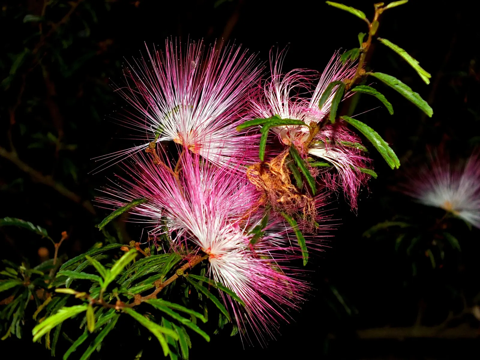 Pink Powder Puff (Calliandra Haematocephala) — shrub for full; while also integrating a habitat-friendly component for local wildlife, image 110