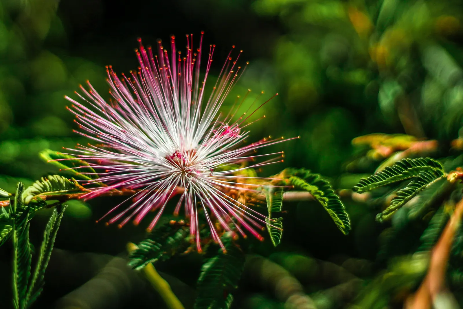 Pink Powder Puff (Calliandra Haematocephala) — Prefers full sun to partial shade and well-drained soil; this eye-catcher reaches 10-15 feet in, image 114
