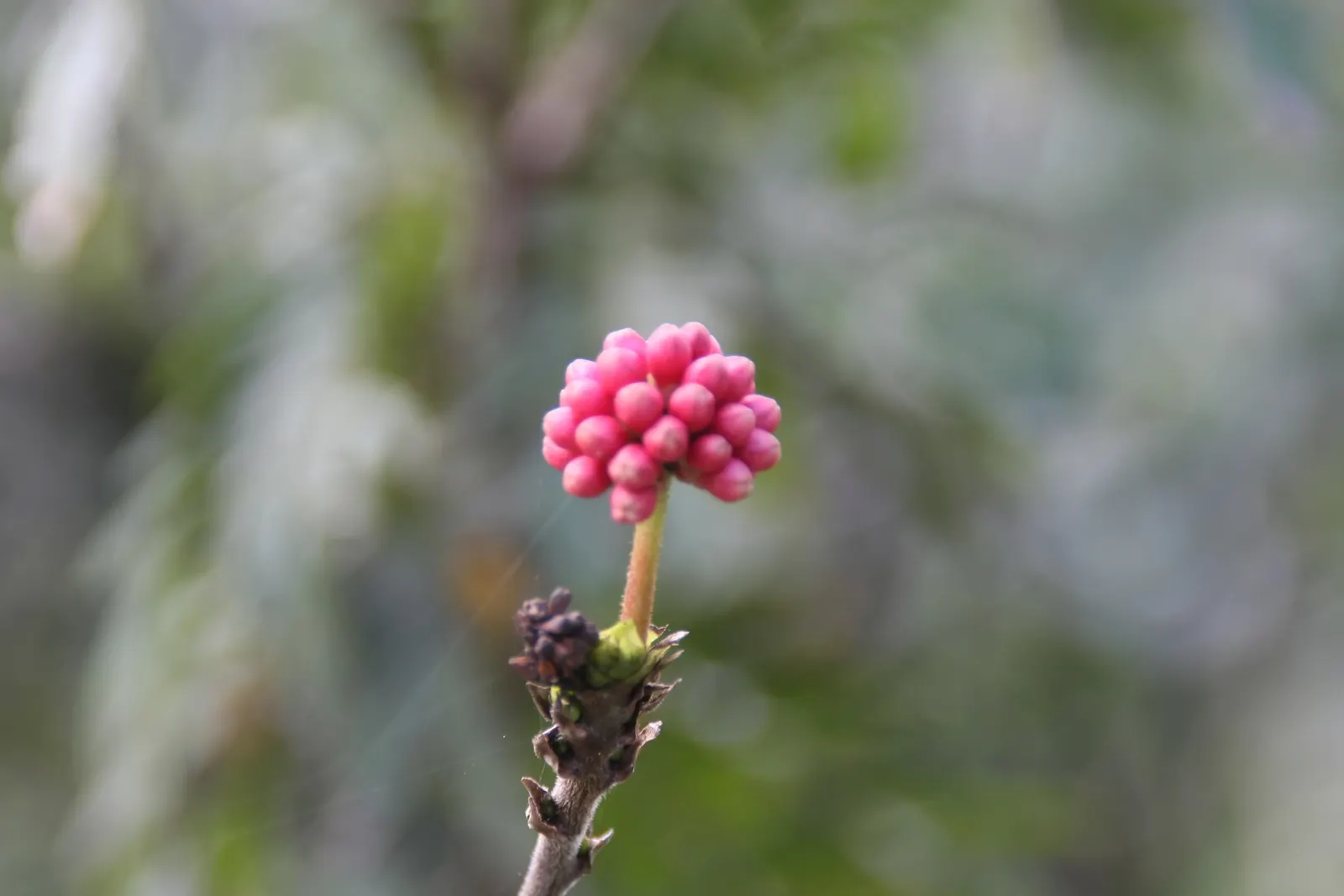 Pink Powder Puff (Calliandra Haematocephala) — shrub for full; while also integrating a habitat-friendly component for local wildlife, image 88