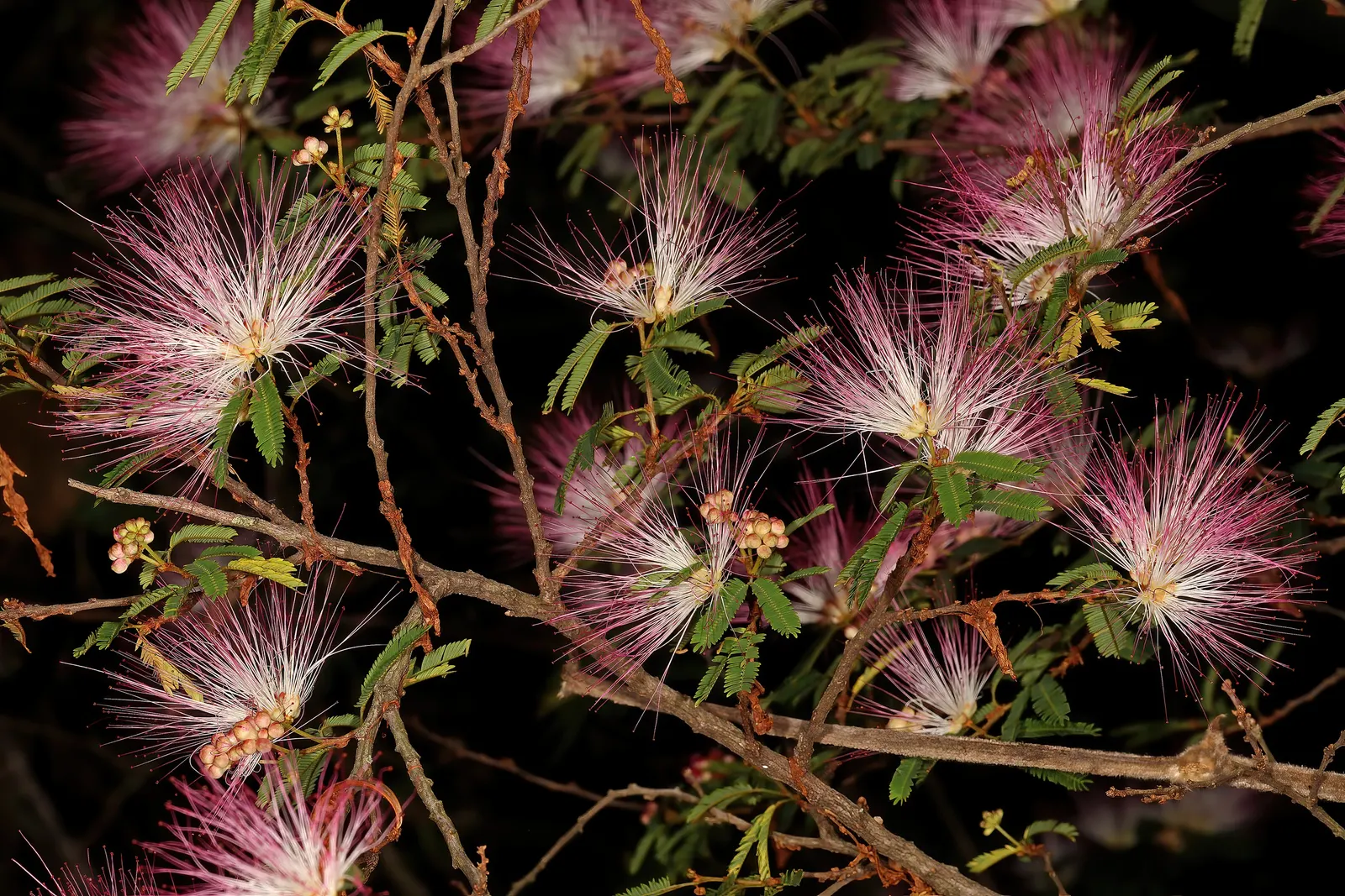 Pink Powder Puff (Calliandra Haematocephala) — the Pink Powder Puff prefers full sun to partial shade and flourishes in well-drained soils, image 124