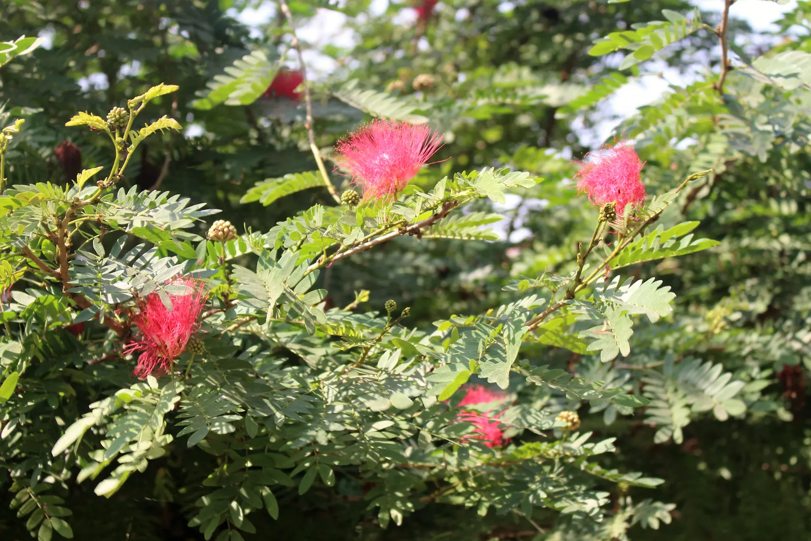 Pink Powder Puff (Calliandra Haematocephala) — Regular watering is essential to establish the shrub, although once matured, it can handle, image 147