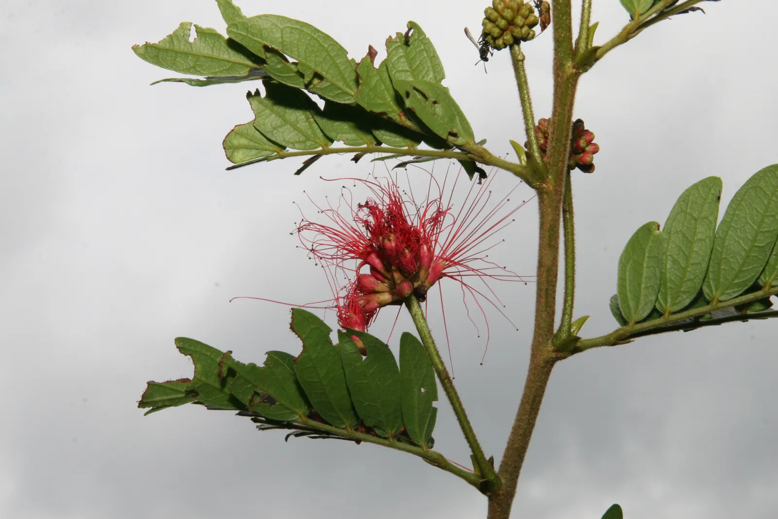 Pink Powder Puff (Calliandra Haematocephala) — Hardy to USDA Zone 9, it's a stunning choice for warm climates; it's an ideal choice for clients, image 72