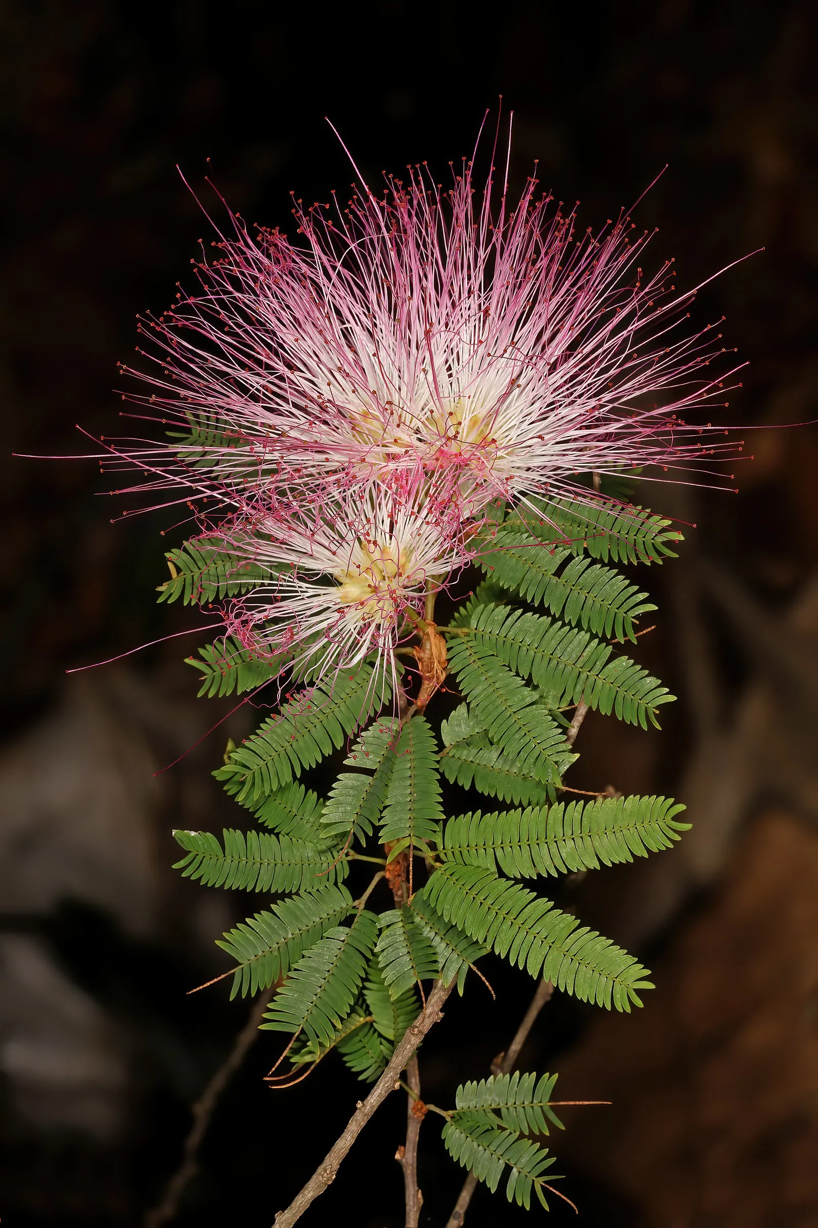 Pink Powder Puff (Calliandra Haematocephala) — providing a nearly year-round display of vibrant color and texture; shrub with red blooms, image 126