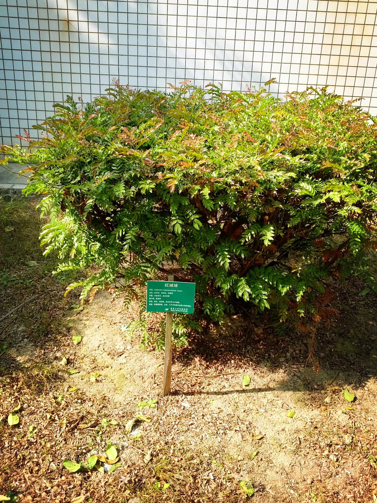 Pink Powder Puff (Calliandra Haematocephala) — pom-pom-like blooms that span up to 3 inches across