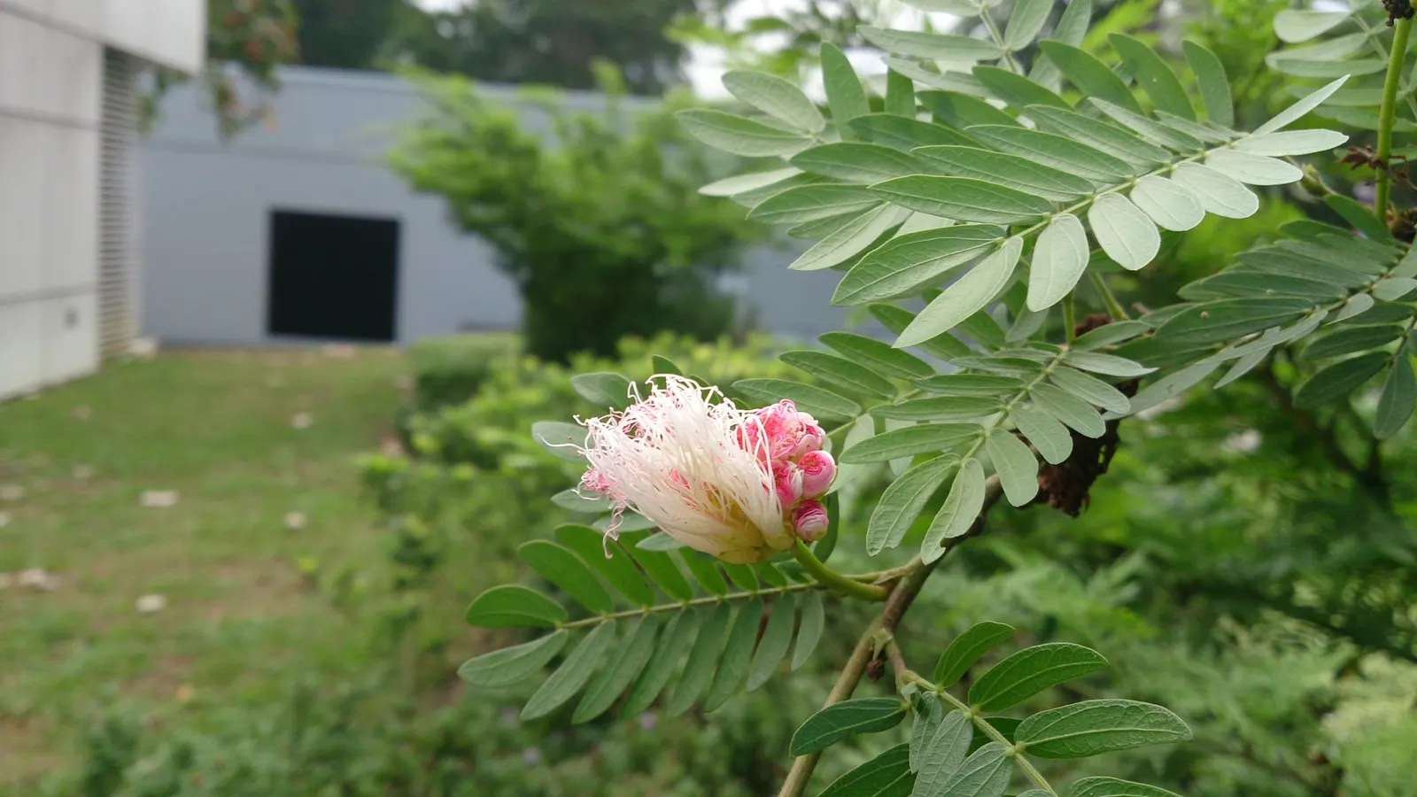 Pink Powder Puff (Calliandra Haematocephala) — while also integrating a habitat-friendly component for local wildlife; red flowers in the garden, image 107