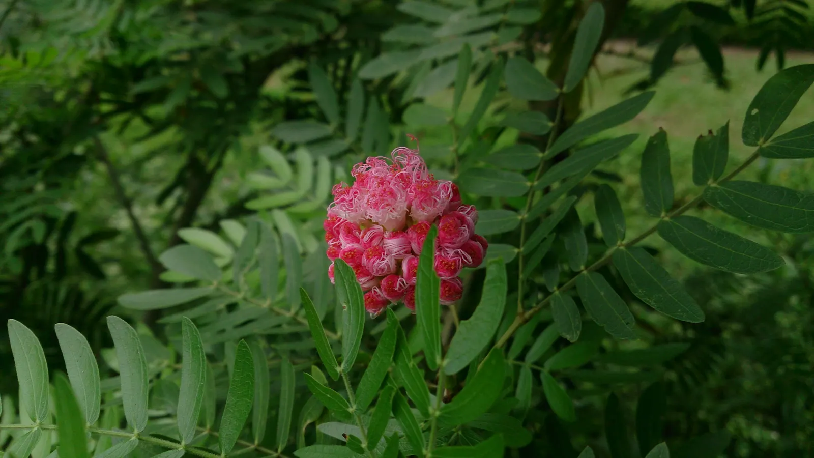 Pink Powder Puff (Calliandra Haematocephala) — while also integrating a habitat-friendly component for local wildlife; red flowers in the garden, image 129