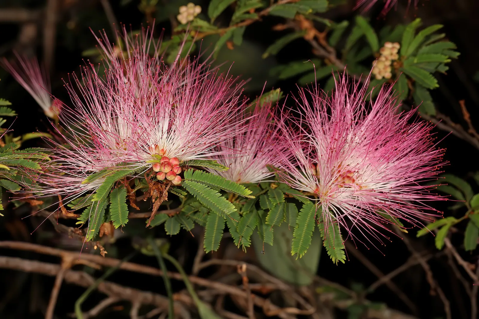 Pink Powder Puff (Calliandra Haematocephala) — Regular watering is essential to establish the shrub, although once matured, it can handle, image 125