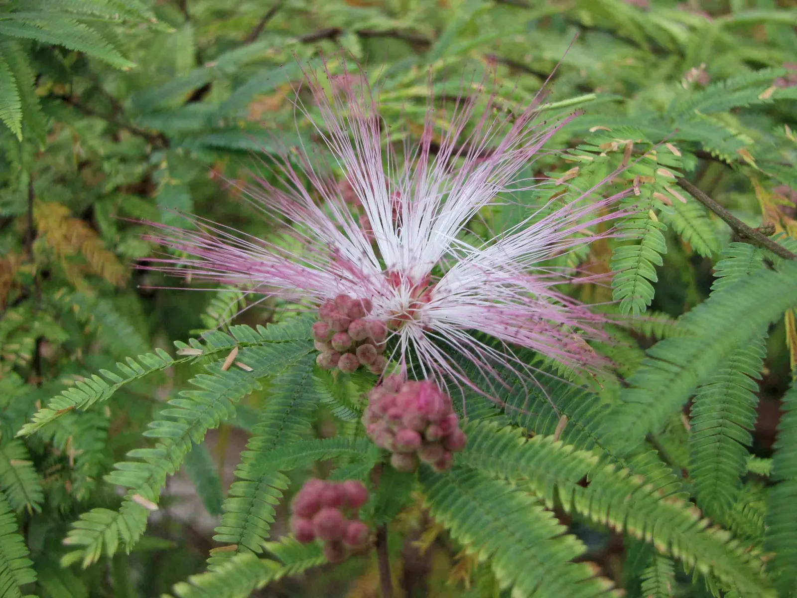 Pink Powder Puff (Calliandra Haematocephala) — The Pink Powder Puff (Calliandra haematocephala) is a tropical; prefers full sun to partial shade and, image 111