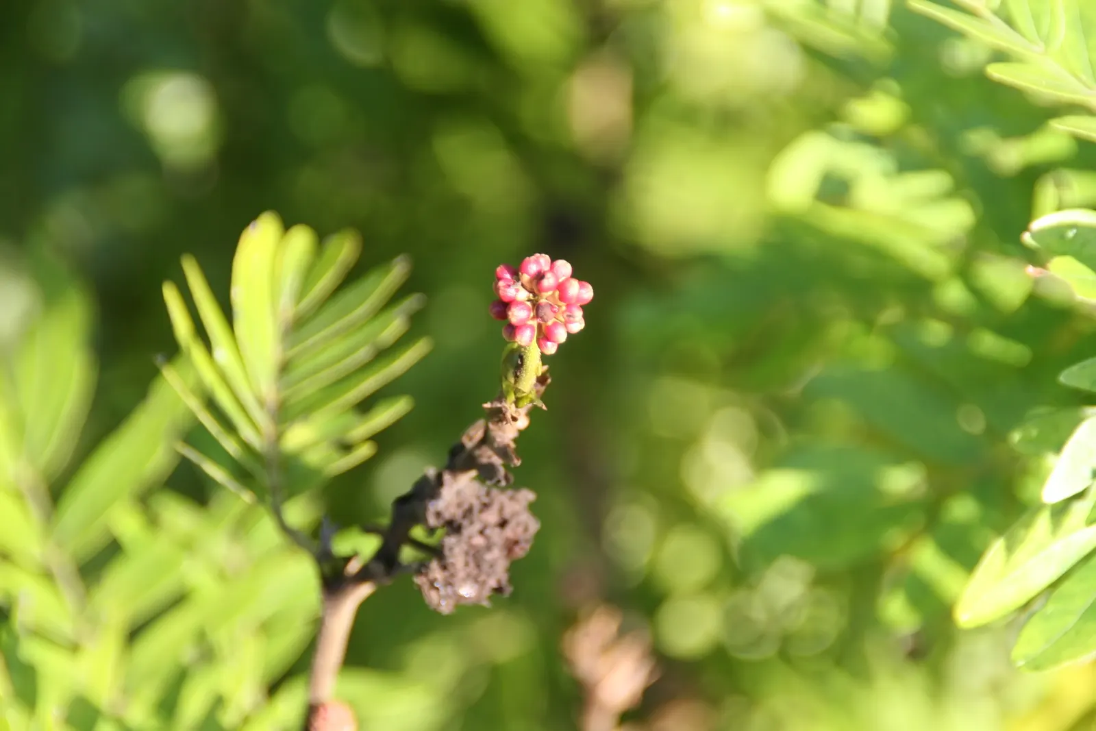 Pink Powder Puff (Calliandra Haematocephala) — Prune to maintain shape and encourage dense foliage; this plant boasts a moderate size that can fit, image 71