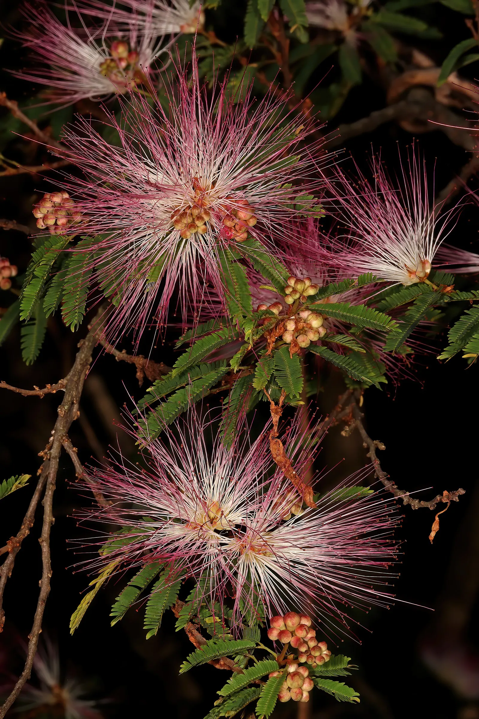 Pink Powder Puff (Calliandra Haematocephala) — With a typical growth height between 10 to 15 feet and a spread of 6 to 10 feet; providing a nearly, image 119