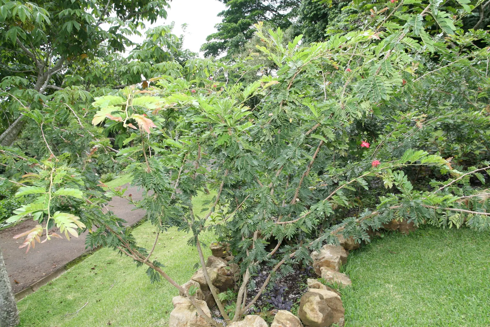 Pink Powder Puff (Calliandra Haematocephala) — Hardy to USDA Zone 9, it's a stunning choice for warm climates; it's an ideal choice for clients, image 94