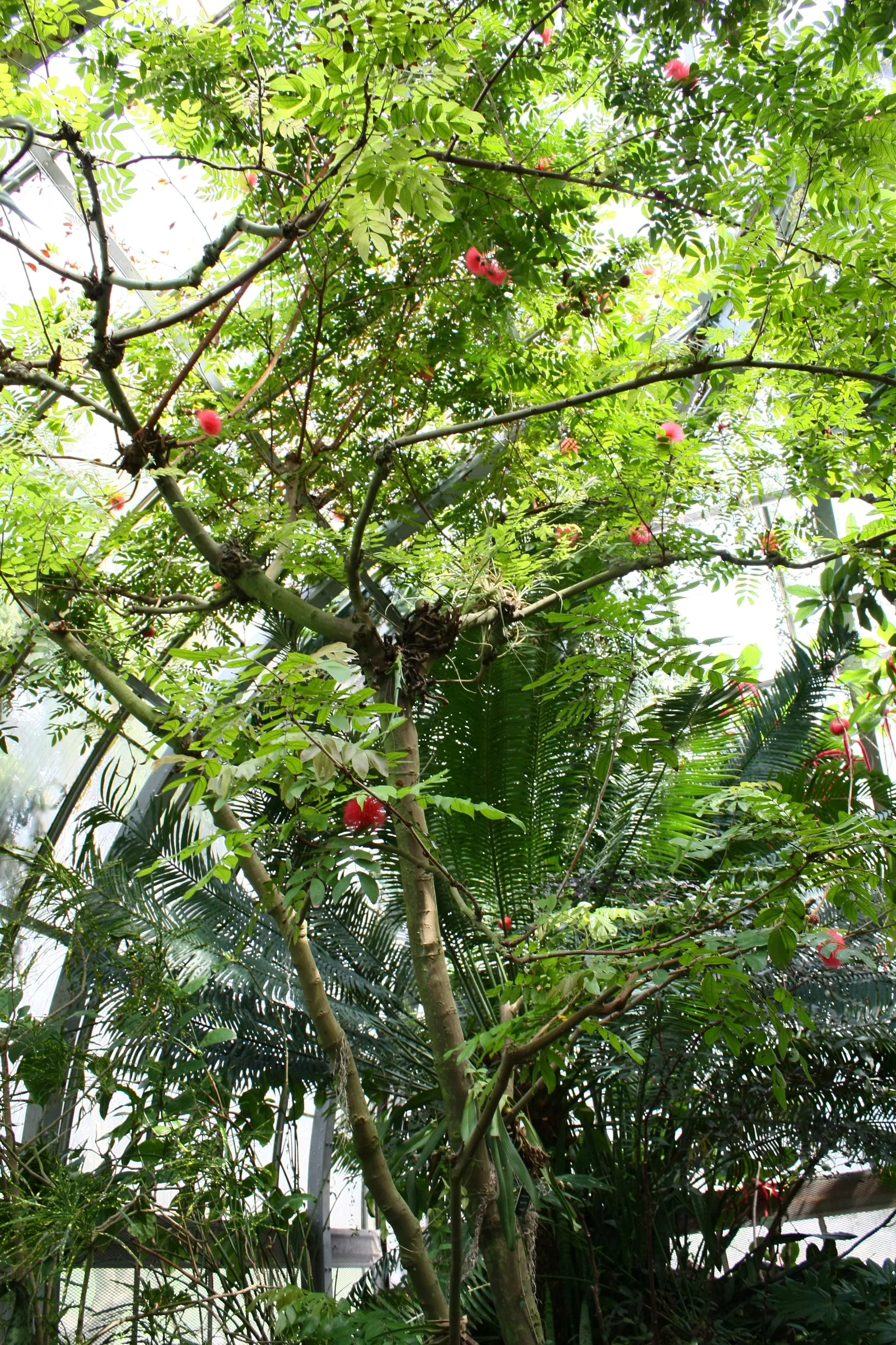 Pink Powder Puff (Calliandra Haematocephala) — Regular watering is essential to establish the shrub, although once matured, it can handle, image 37