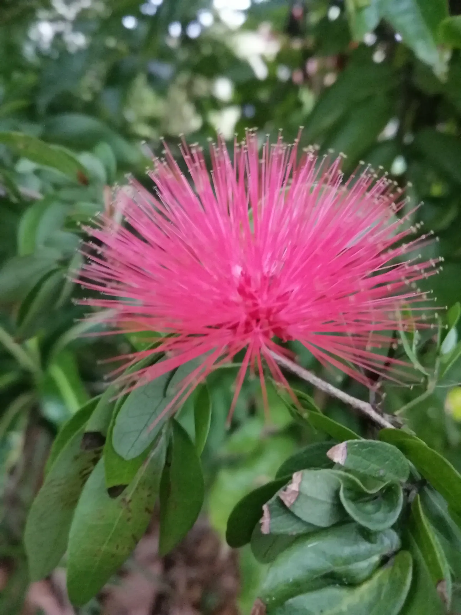 Pink Powder Puff (Calliandra Haematocephala) — and can span up to 3 inches in diameter.<br><br>Hardy in USDA zones 9 through 11; shrub for full, image 101