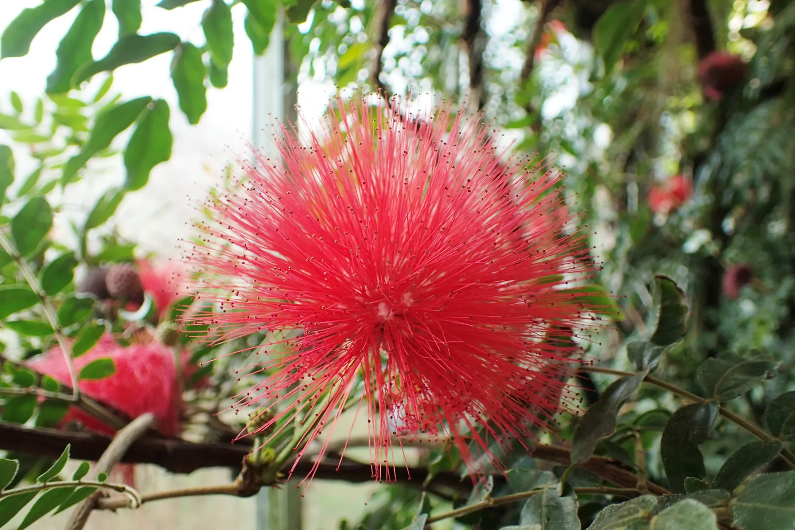 Pink Powder Puff (Calliandra Haematocephala) — scientifically known as Calliandra haematocephala; pom-pom-like blooms that span up to 3 inches, image 51