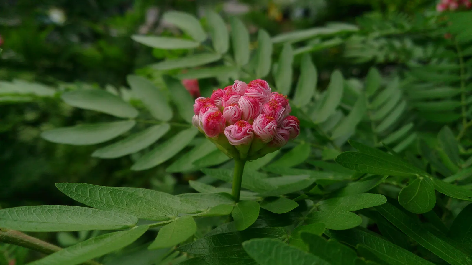 Pink Powder Puff (Calliandra Haematocephala) — is an enchanting evergreen shrub that provides a unique flair to any landscape design; with a, image 162