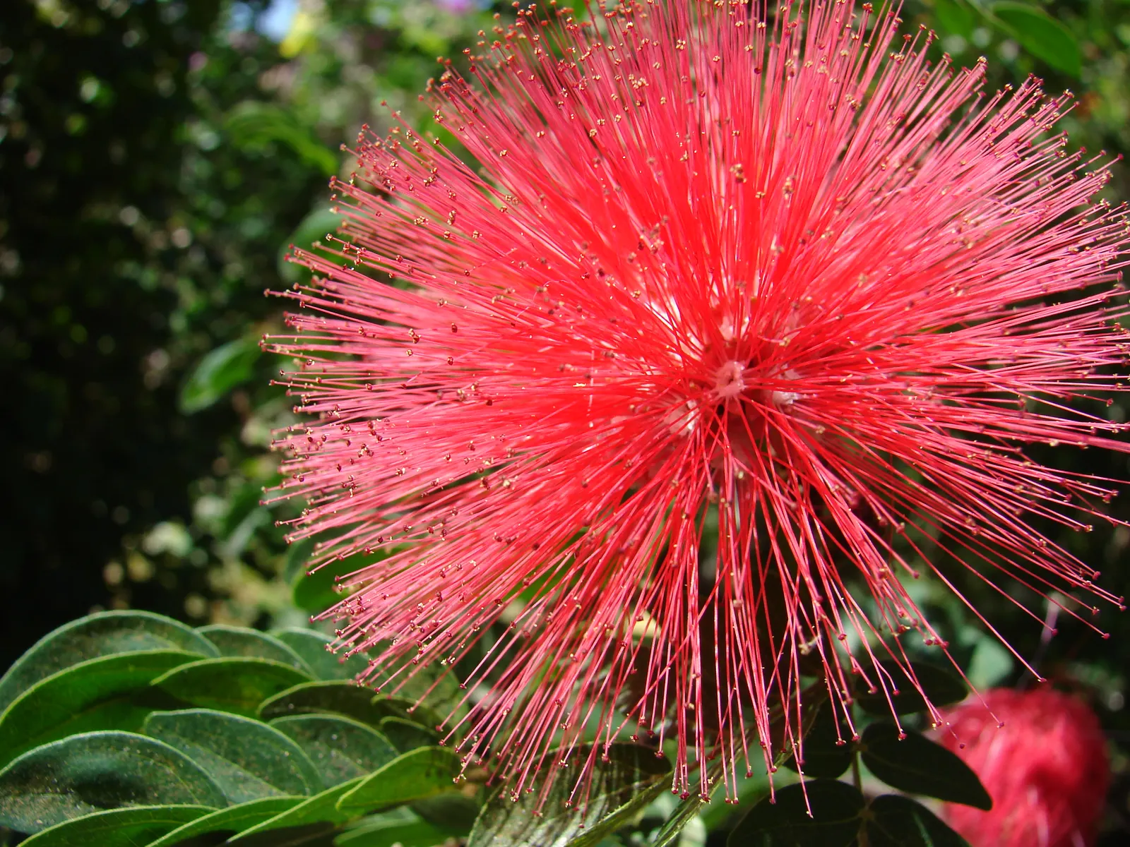 Pink Powder Puff (Calliandra Haematocephala) — shrub for full