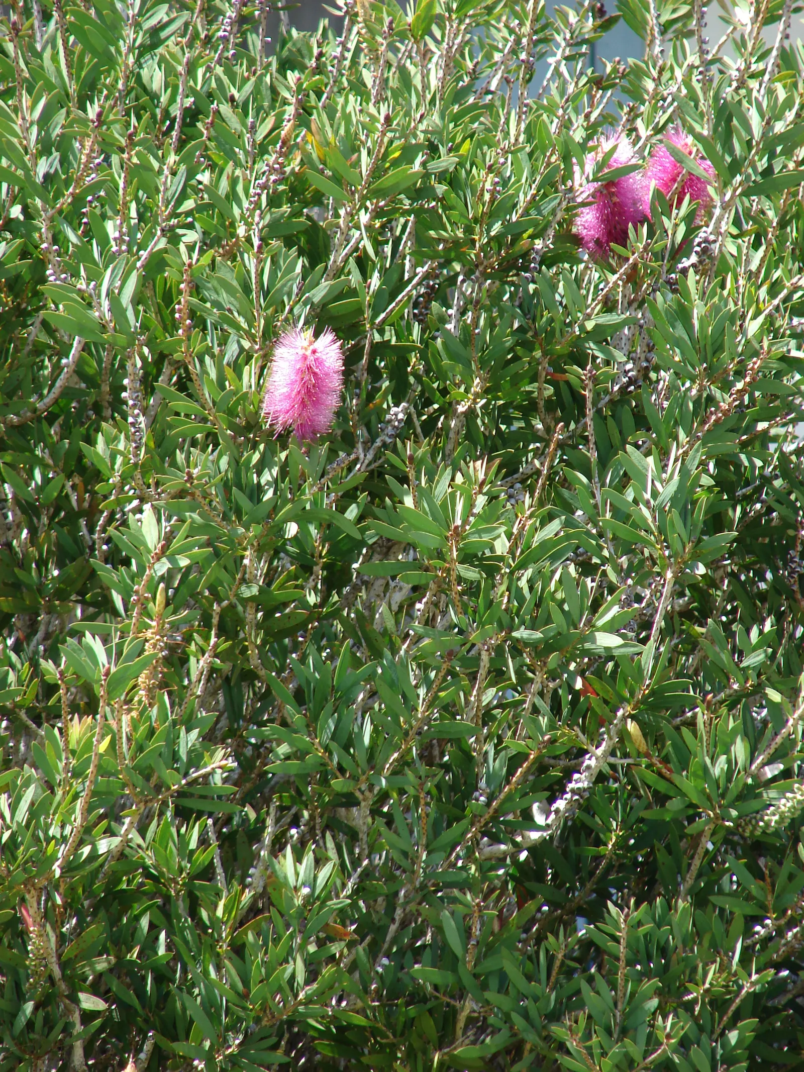 Pink Powder Puff (Calliandra Haematocephala) — scientifically known as Calliandra haematocephala