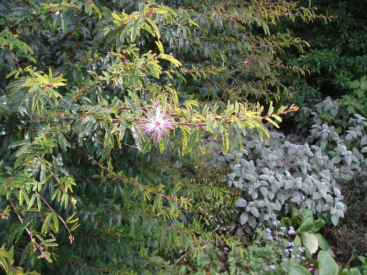 Pink Powder Puff (Calliandra Haematocephala) — Prefers full sun to partial shade and well-drained soil; this eye-catcher reaches 10-15 feet in, image 158