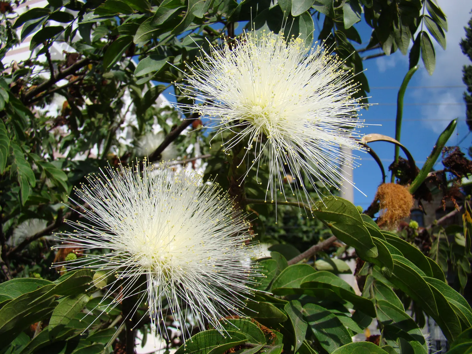 Pink Powder Puff (Calliandra Haematocephala) — scientifically known as Calliandra haematocephala; pom-pom-like blooms that span up to 3 inches across