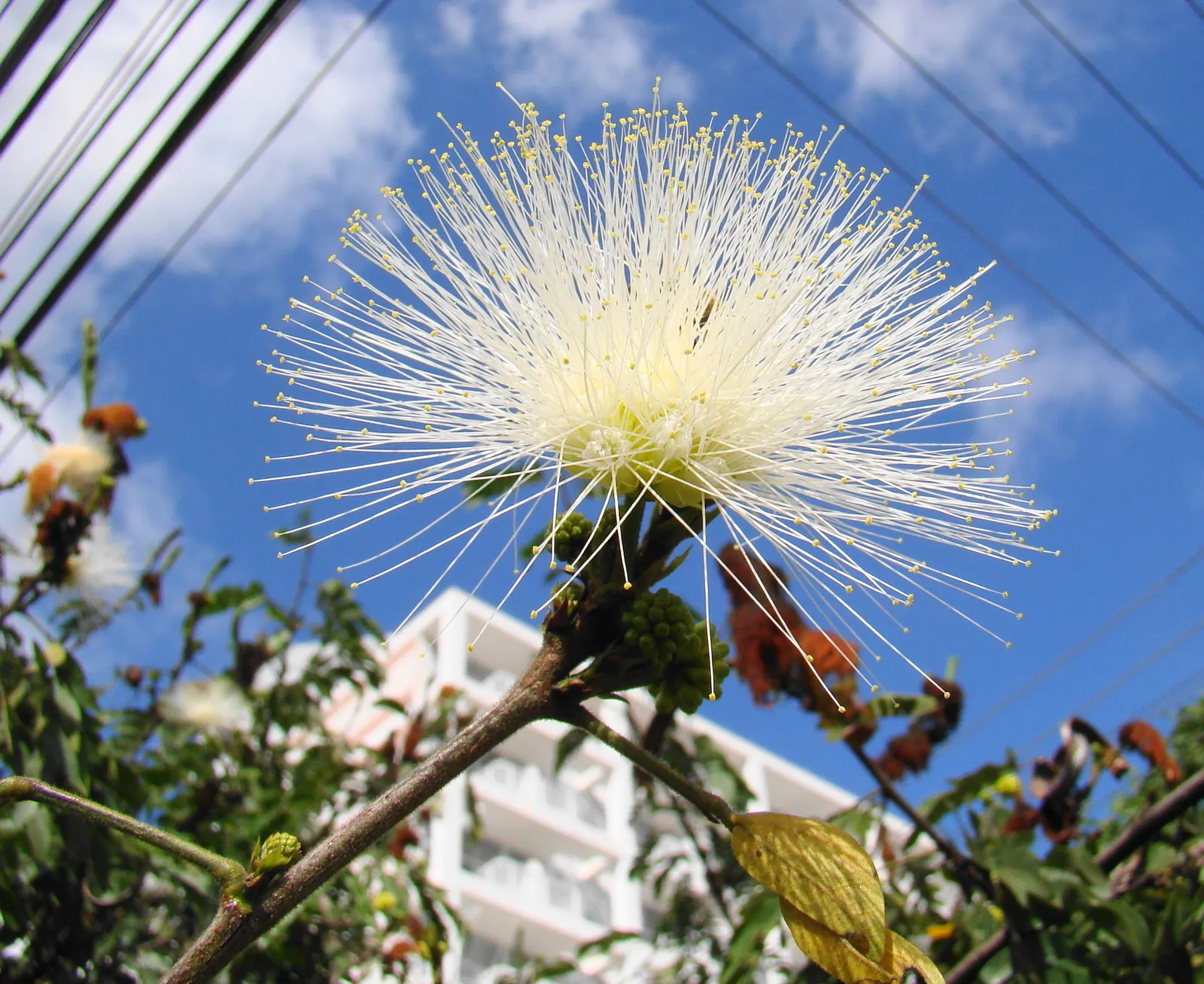 Pink Powder Puff (Calliandra Haematocephala) — is an enchanting evergreen shrub that provides a unique flair to any landscape design; with a typical growth