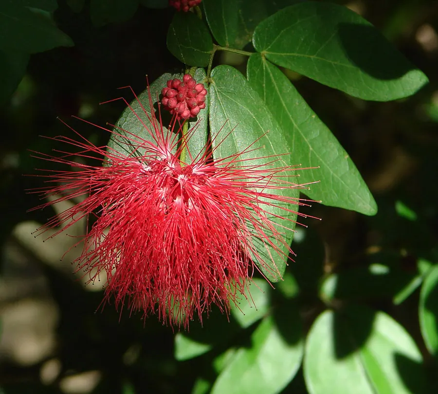 Pink Powder Puff (Calliandra Haematocephala) — pom-pom-like blooms that span up to 3 inches across; its multi-stemmed habit is often laden with, image 68