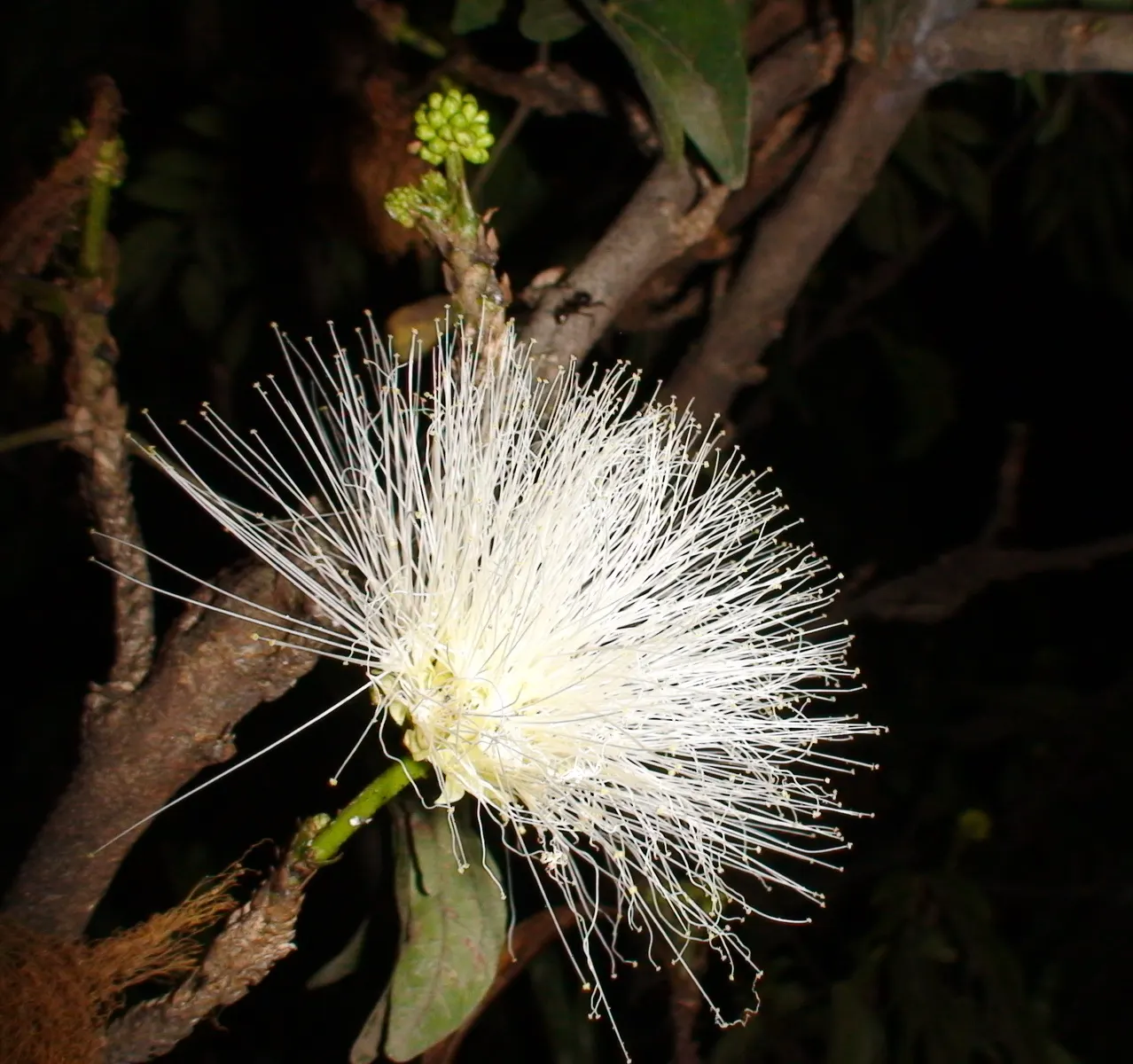 Pink Powder Puff (Calliandra Haematocephala) — and can span up to 3 inches in diameter.<br><br>Hardy in USDA zones 9 through 11; shrub for full