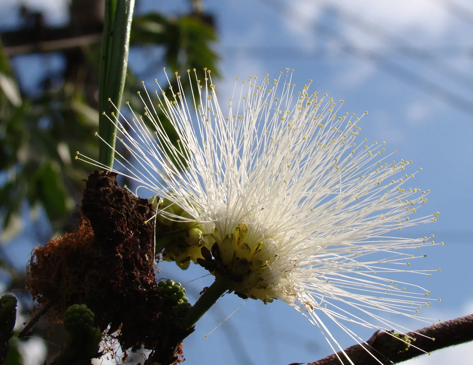 Pink Powder Puff (Calliandra Haematocephala) — pom-pom-like blooms that span up to 3 inches across; its multi-stemmed habit is often laden with eye-catching