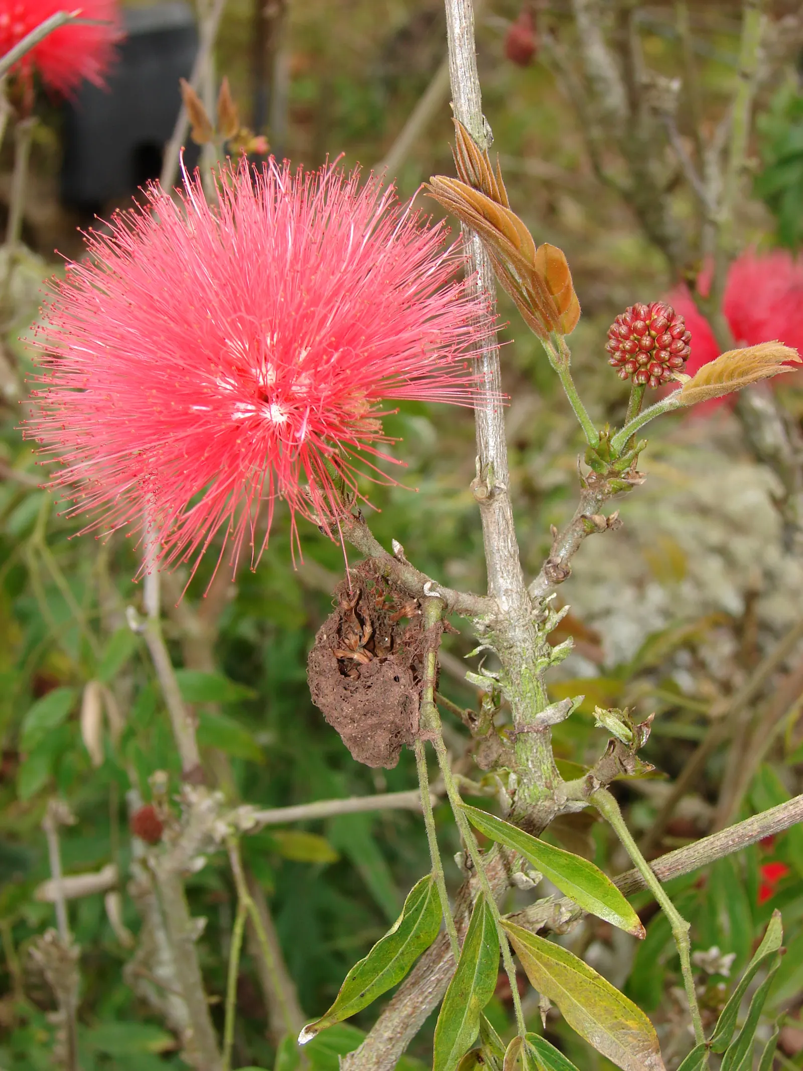 Pink Powder Puff (Calliandra Haematocephala) — the Pink Powder Puff prefers full sun to partial shade and flourishes in well-drained soils; scientifically