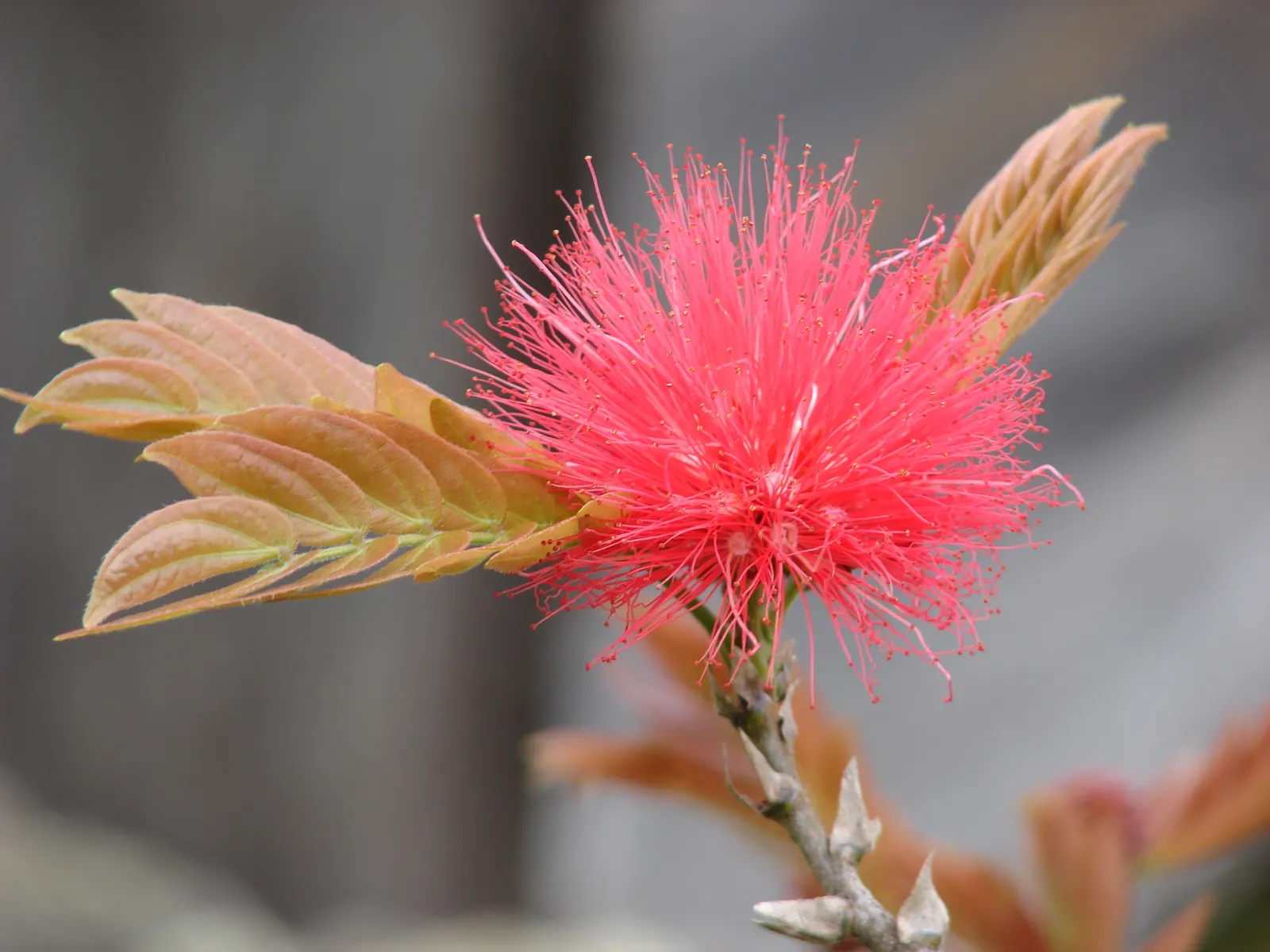 Pink Powder Puff (Calliandra Haematocephala) — while also integrating a habitat-friendly component for local wildlife