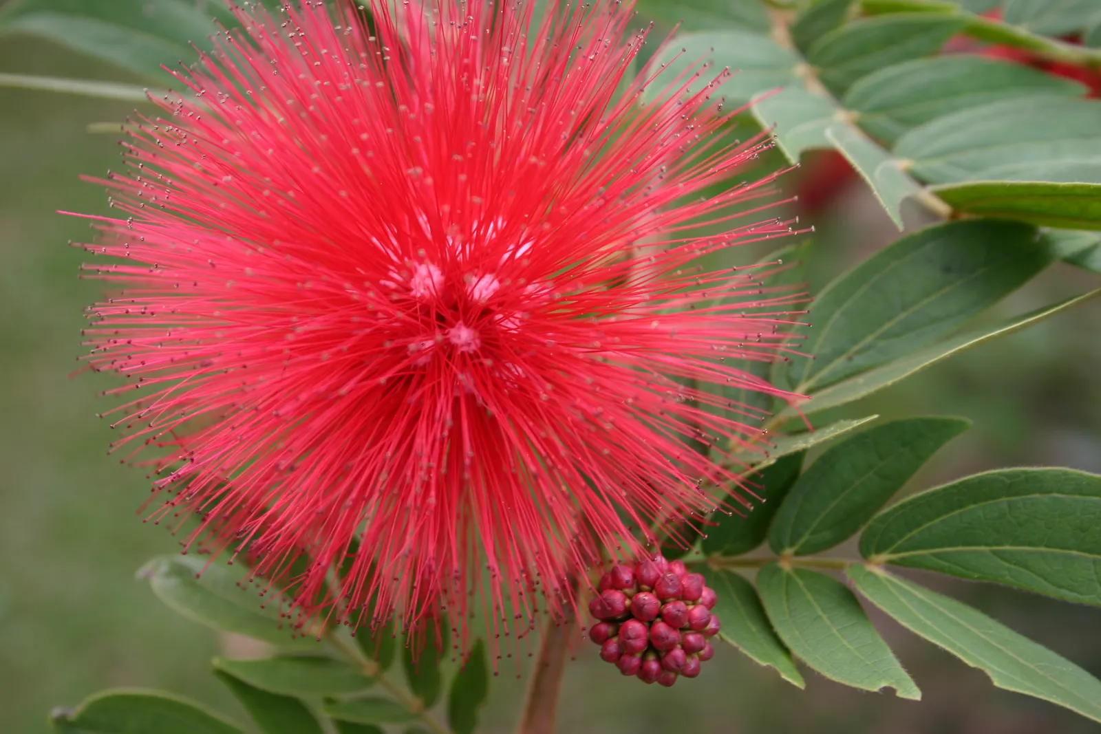 Pink Powder Puff (Calliandra Haematocephala) — scientifically known as Calliandra haematocephala; pom-pom-like blooms that span up to 3 inches, image 73