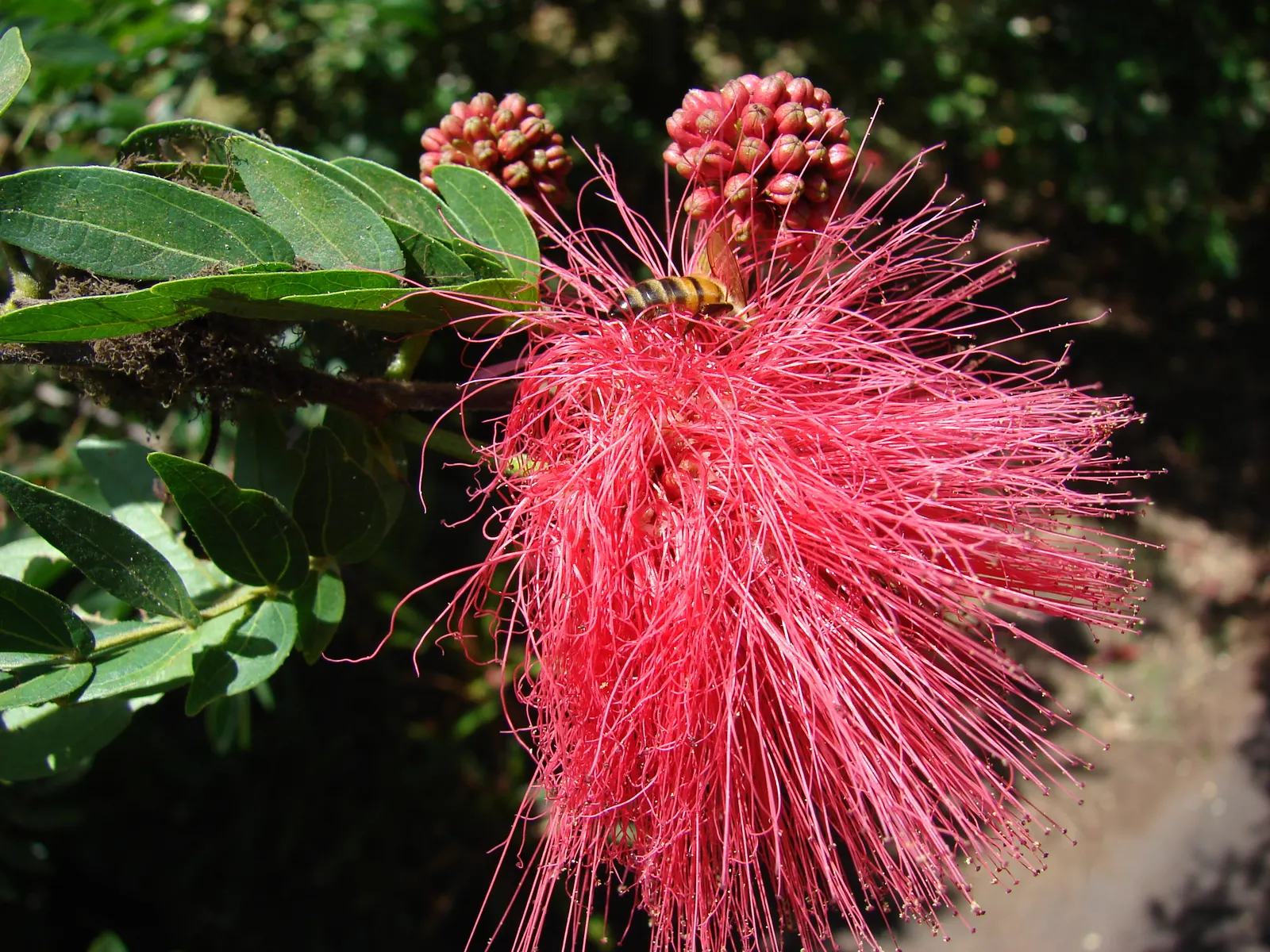 Pink Powder Puff (Calliandra Haematocephala) — Prune to maintain shape and encourage dense foliage; this plant boasts a moderate size that can fit well in