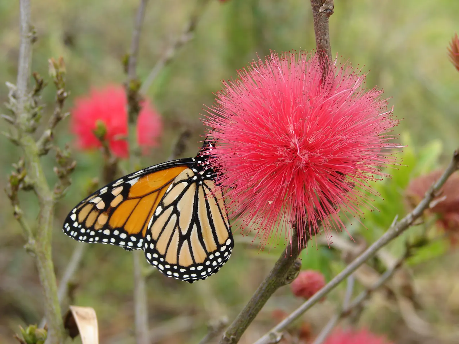 Pink Powder Puff (Calliandra Haematocephala) — With a typical growth height between 10 to 15 feet and a spread of 6 to 10 feet