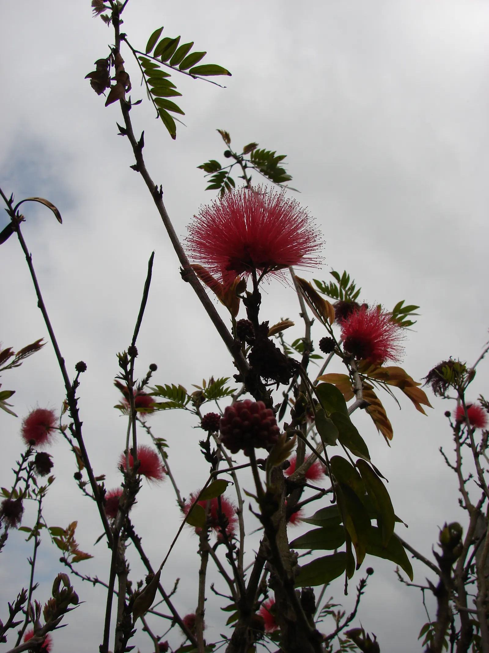 Pink Powder Puff (Calliandra Haematocephala) — Incorporating the Pink Powder Puff into a landscape will provide a striking visual interest with its blossoms