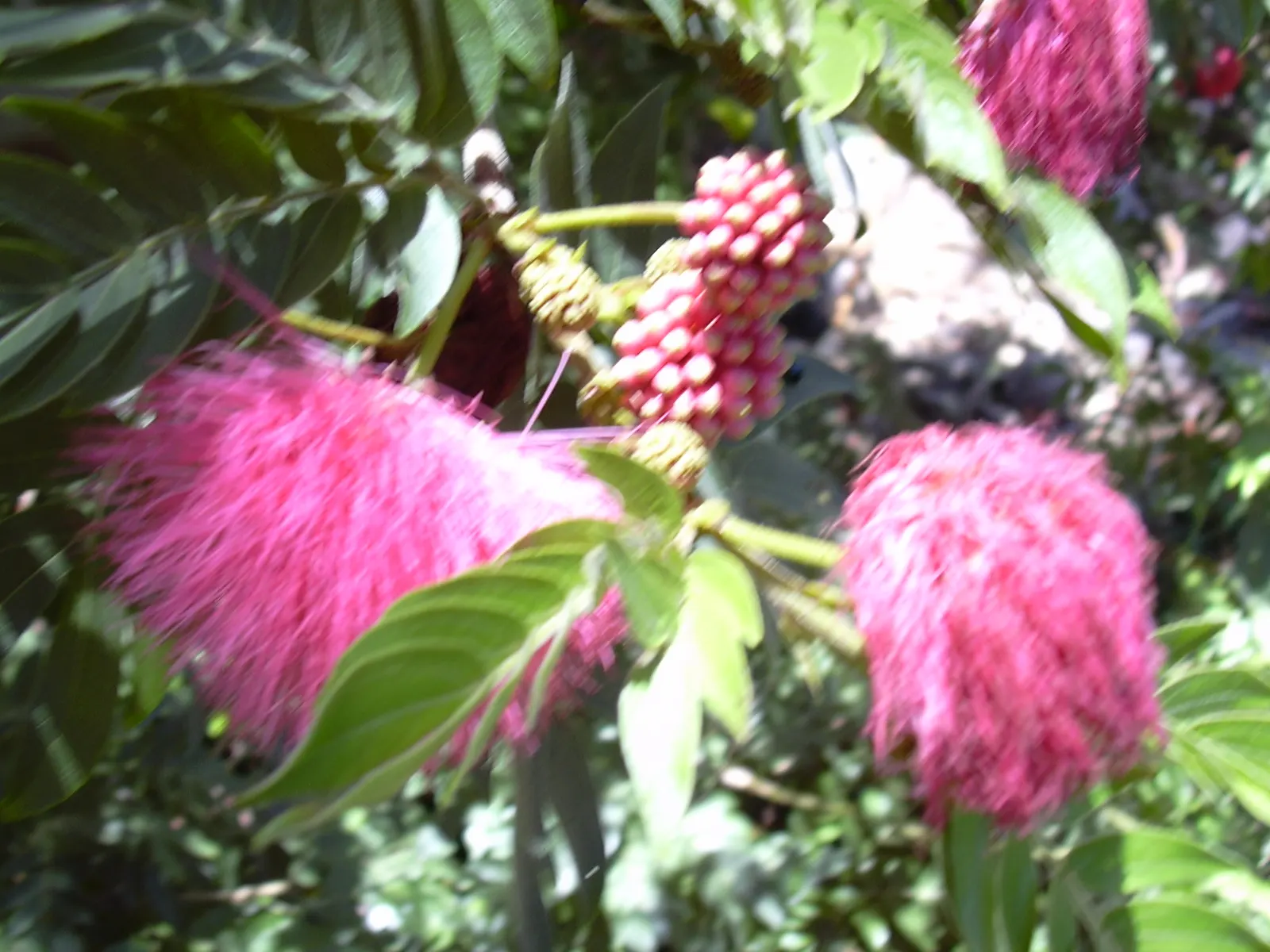 Pink Powder Puff (Calliandra Haematocephala) — providing a nearly year-round display of vibrant color and texture