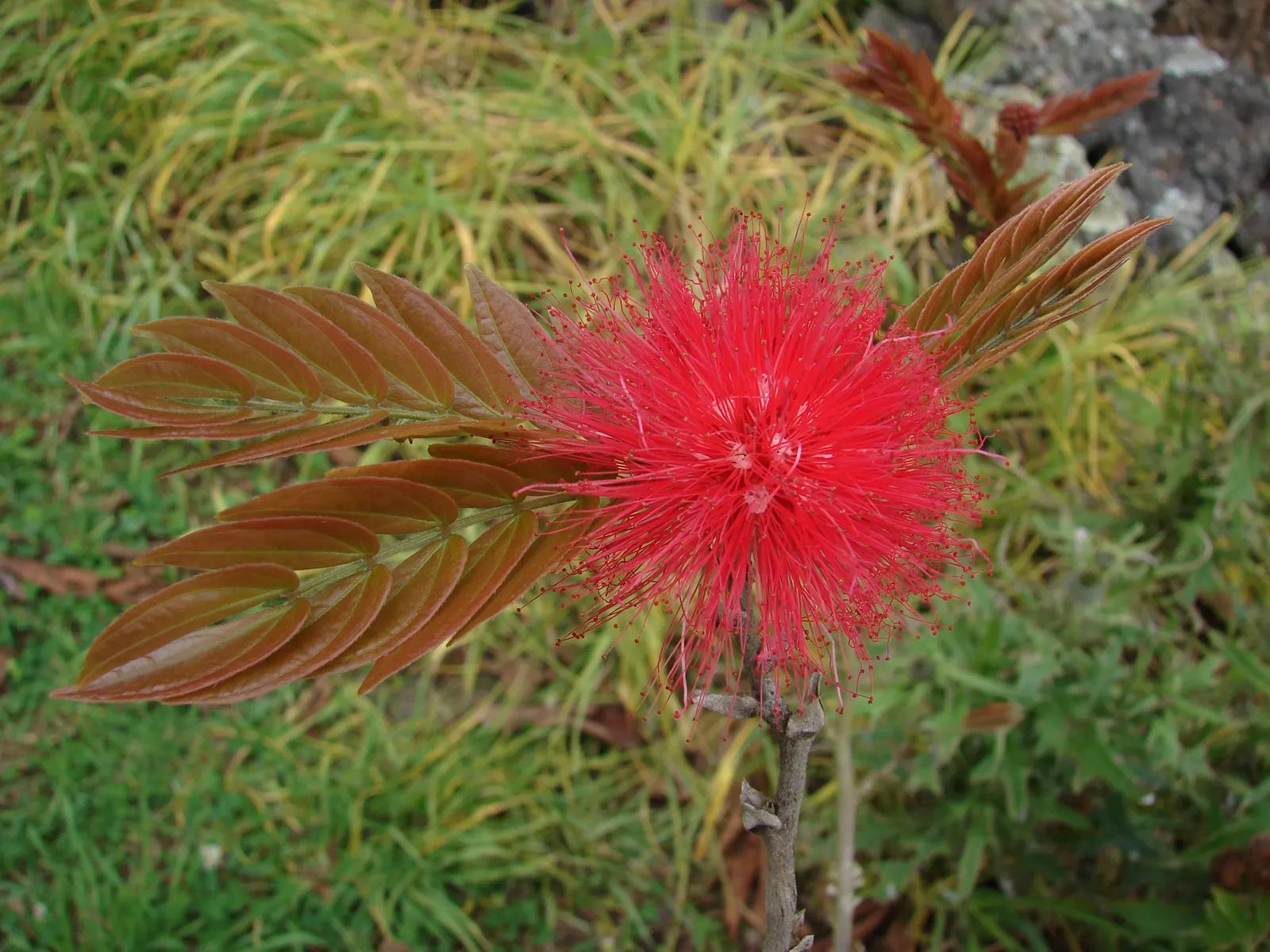 Pink Powder Puff (Calliandra Haematocephala) — is an enchanting evergreen shrub that provides a unique flair to any landscape design