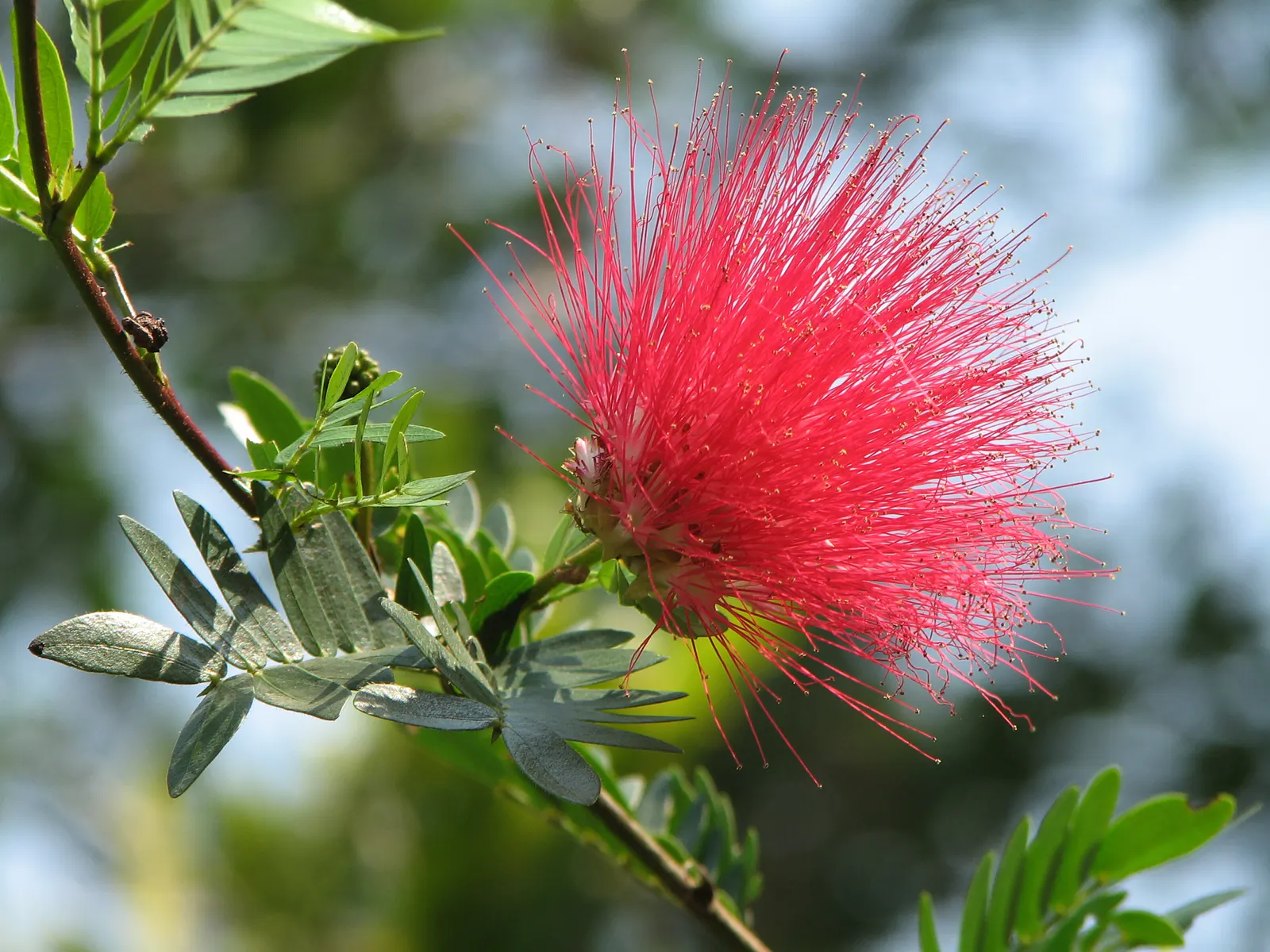 Pink Powder Puff (Calliandra Haematocephala) — this plant boasts a moderate size that can fit well in larger garden spaces; the Pink Powder Puff, image 54