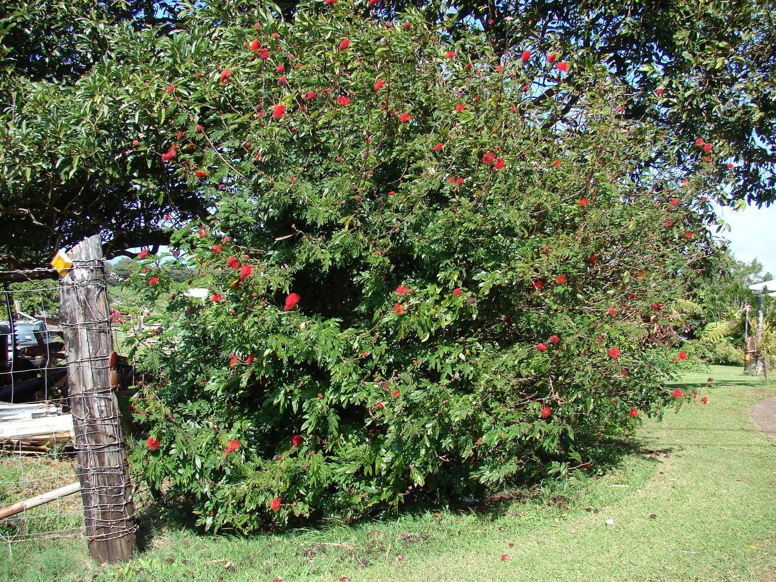 Pink Powder Puff (Calliandra Haematocephala) — Prefers full sun to partial shade and well-drained soil; this eye-catcher reaches 10-15 feet in, image 48