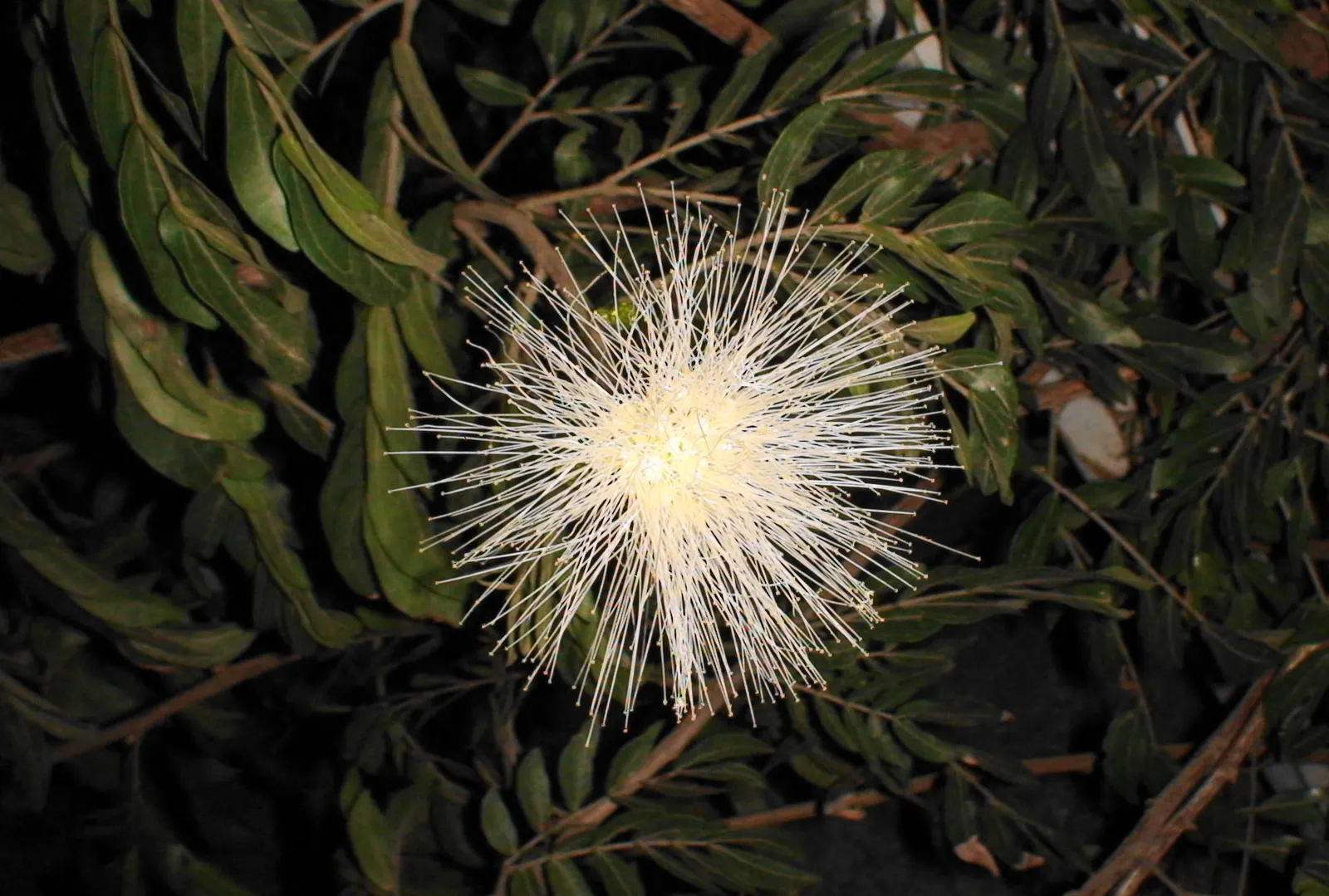 Pink Powder Puff (Calliandra Haematocephala) — while also integrating a habitat-friendly component for local wildlife; red flowers in the garden