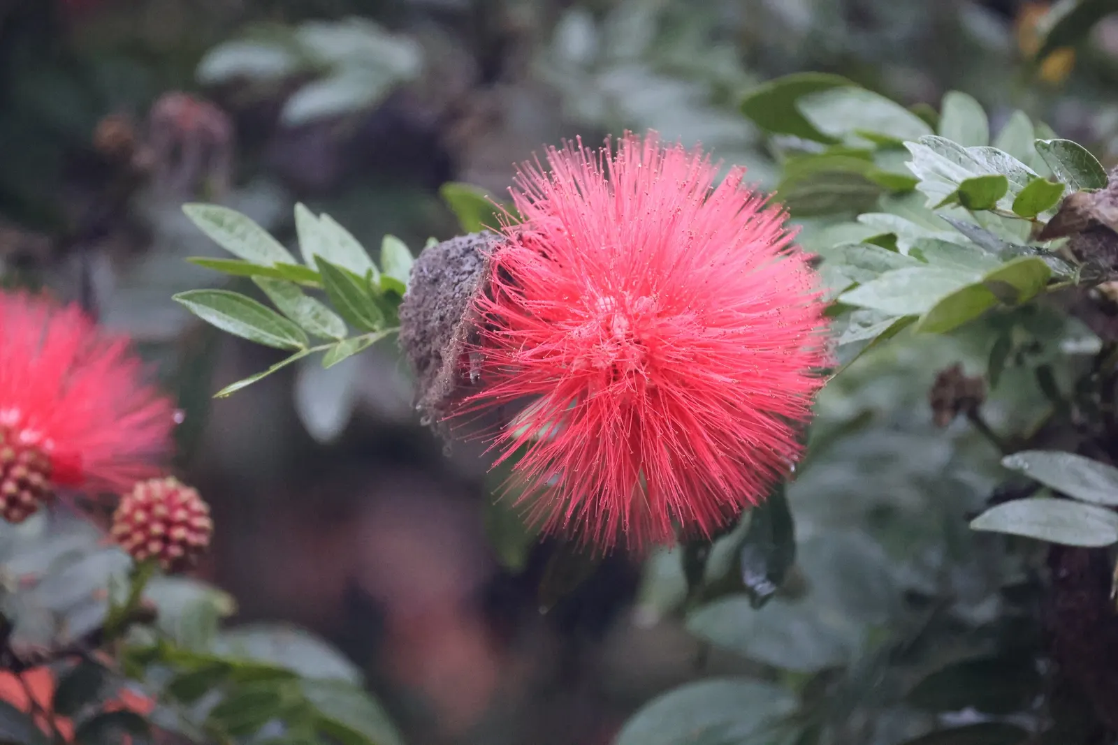 Pink Powder Puff (Calliandra Haematocephala) — Prefers full sun to partial shade and well-drained soil; this eye-catcher reaches 10-15 feet in, image 70