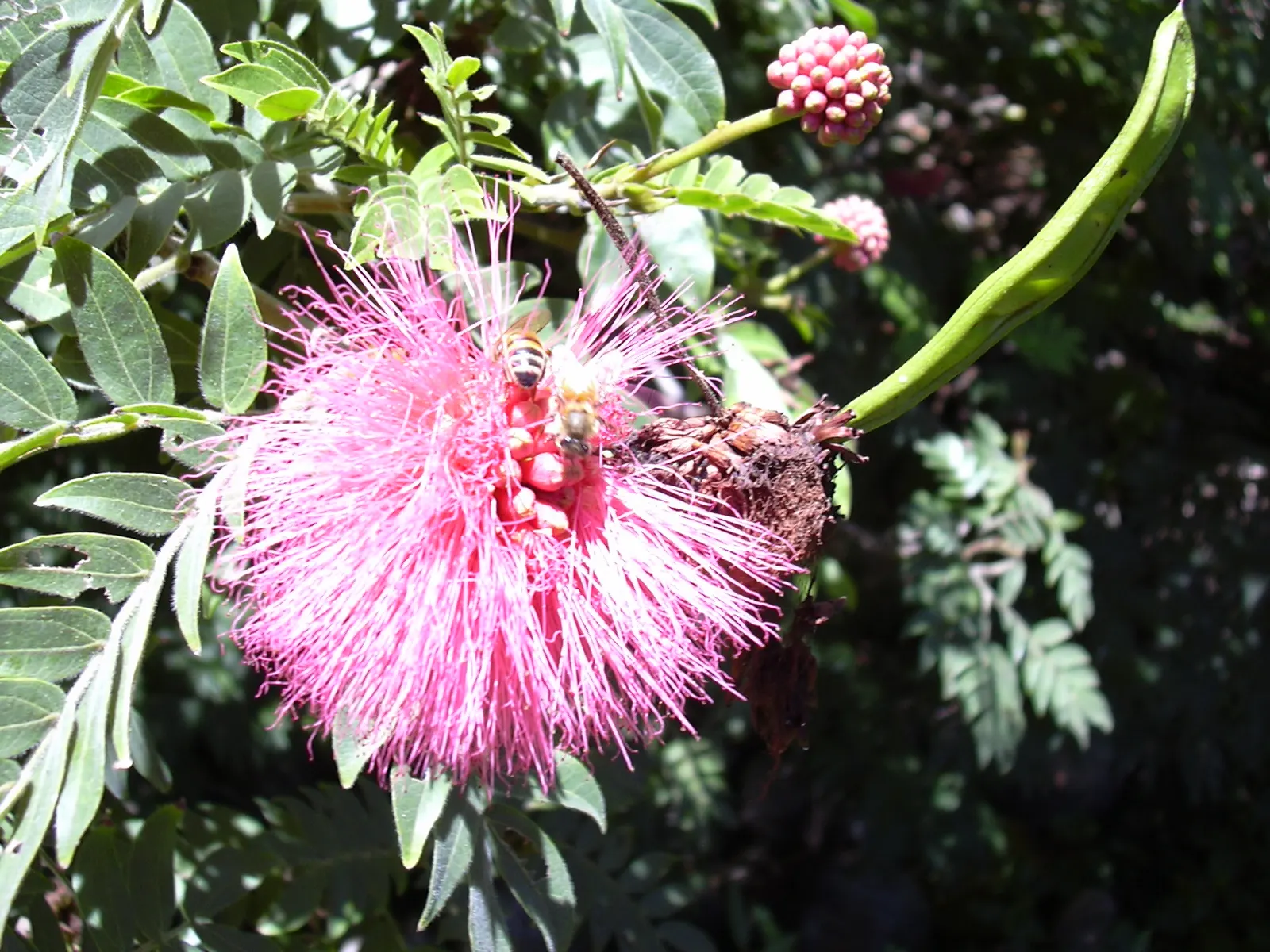 Pink Powder Puff (Calliandra Haematocephala) — which resemble soft powder puffs