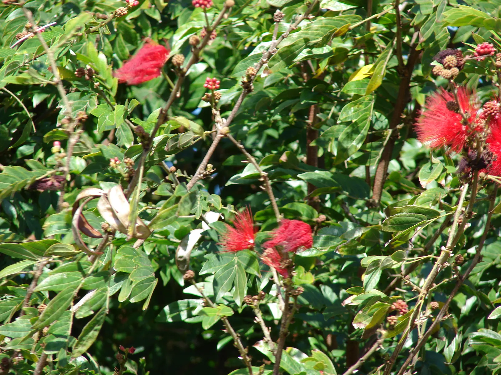 Pink Powder Puff (Calliandra Haematocephala) — red flowers in the garden