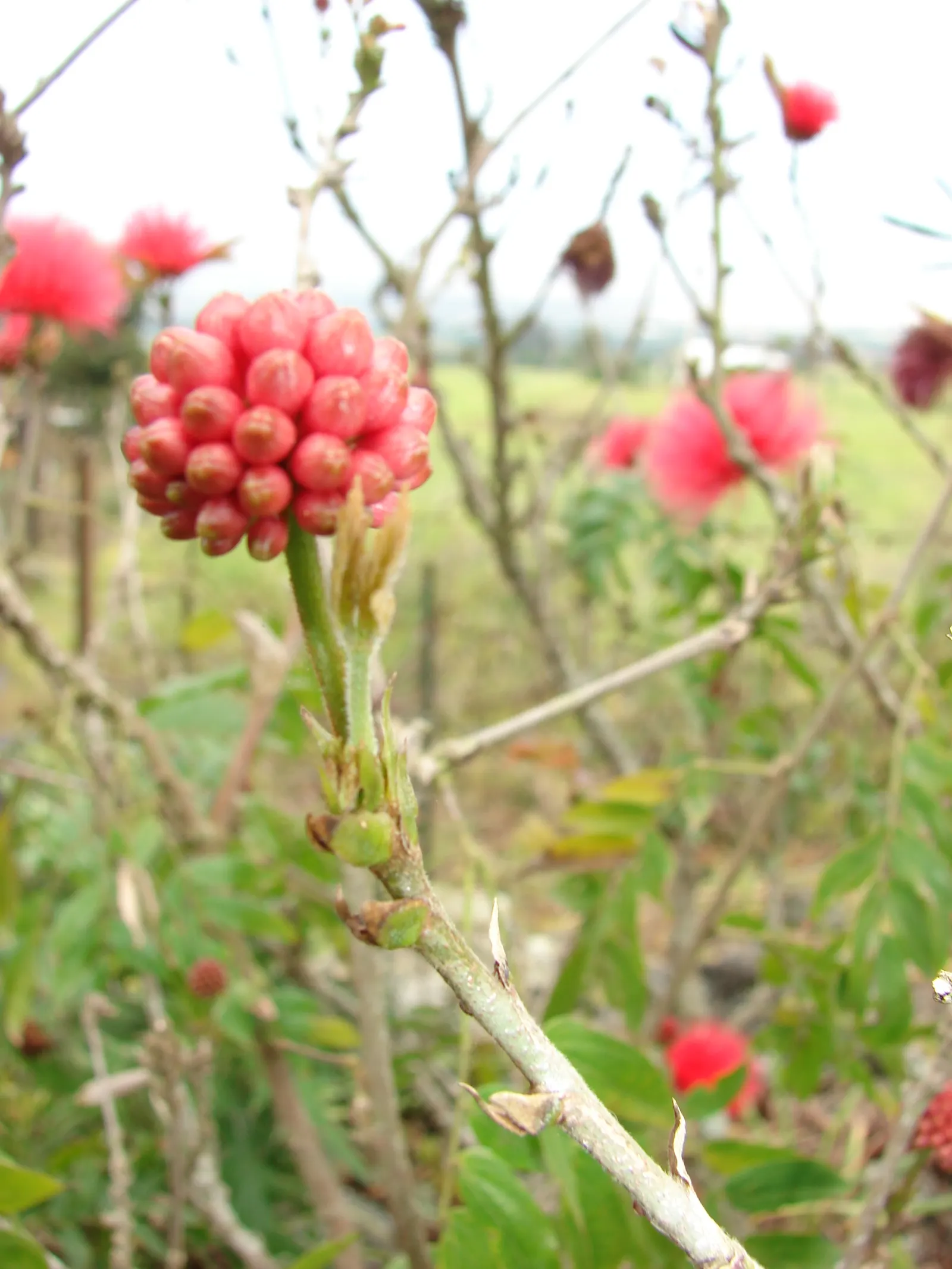 Pink Powder Puff (Calliandra Haematocephala) — shrub with red blooms